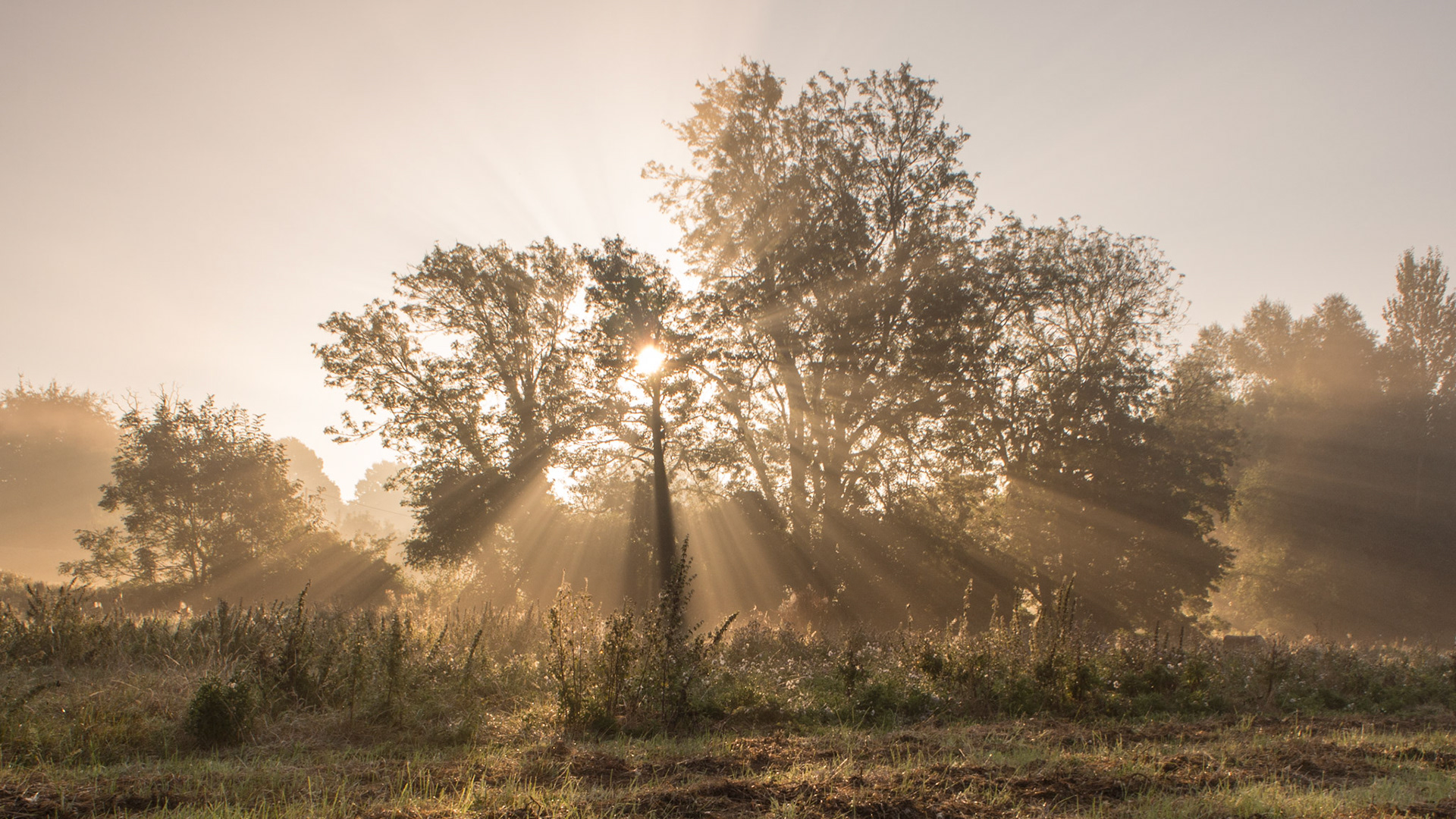 Morning Mists
