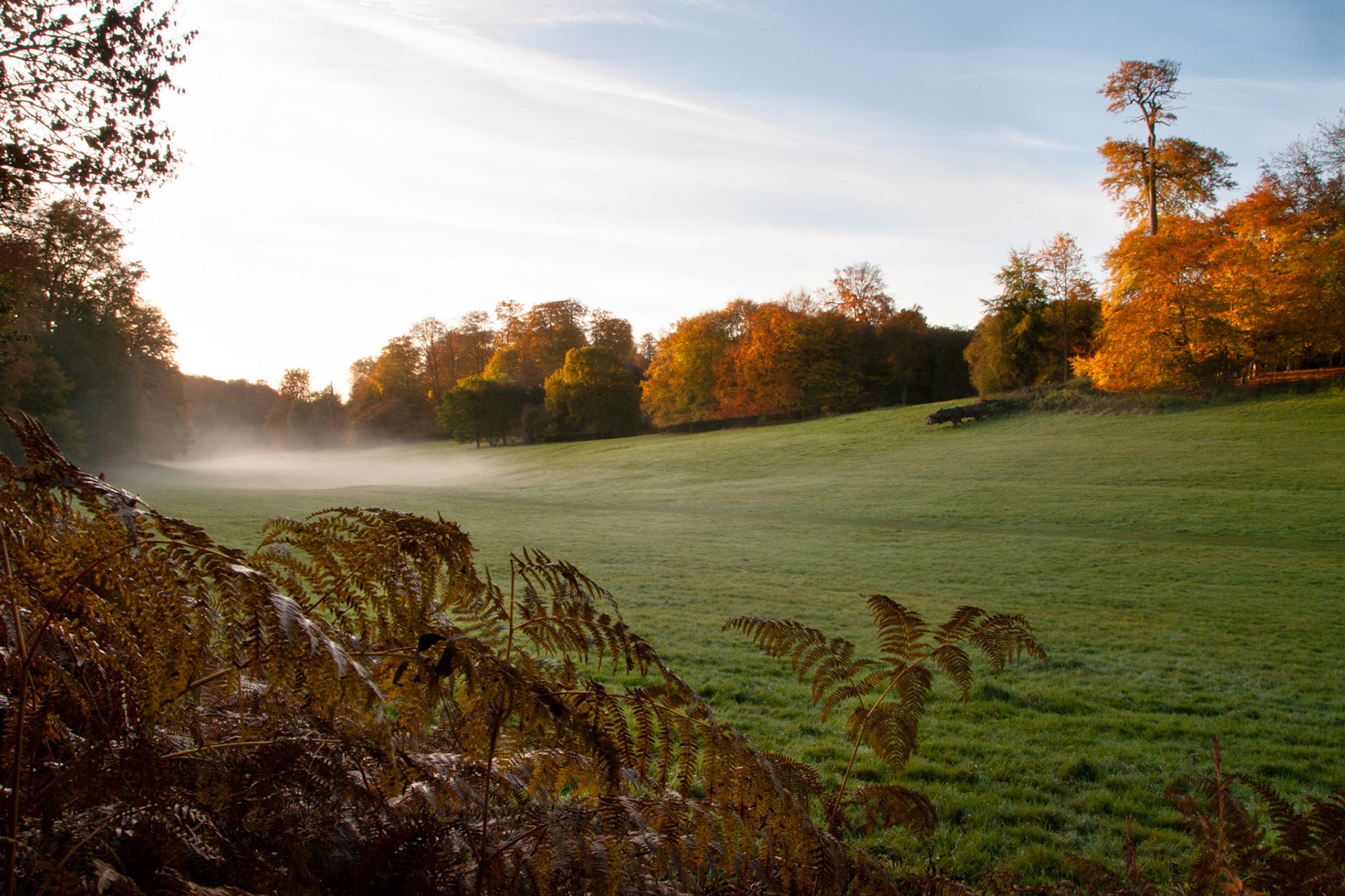 Mist in Ashridge