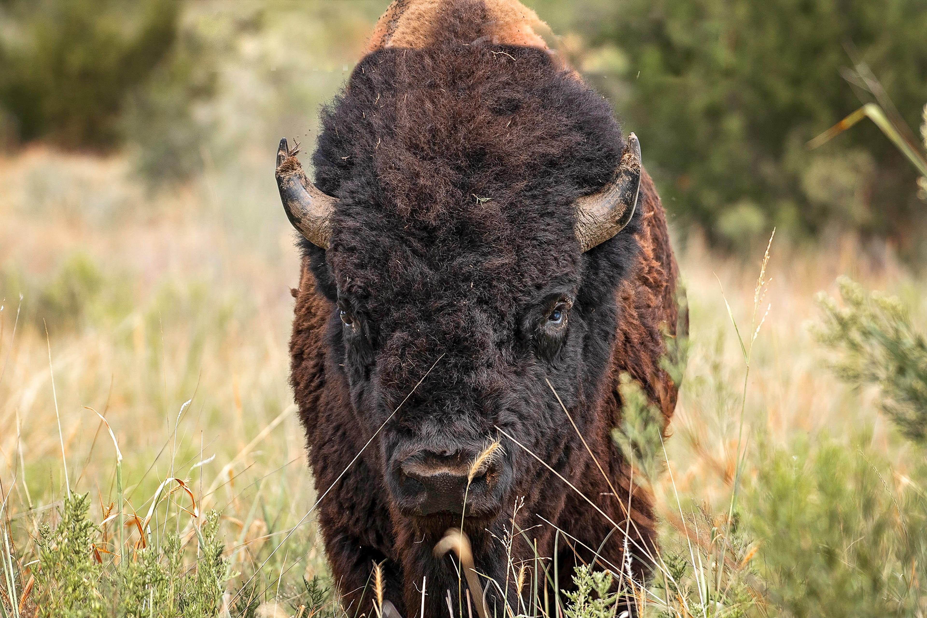 Bison at Caprock Canyon