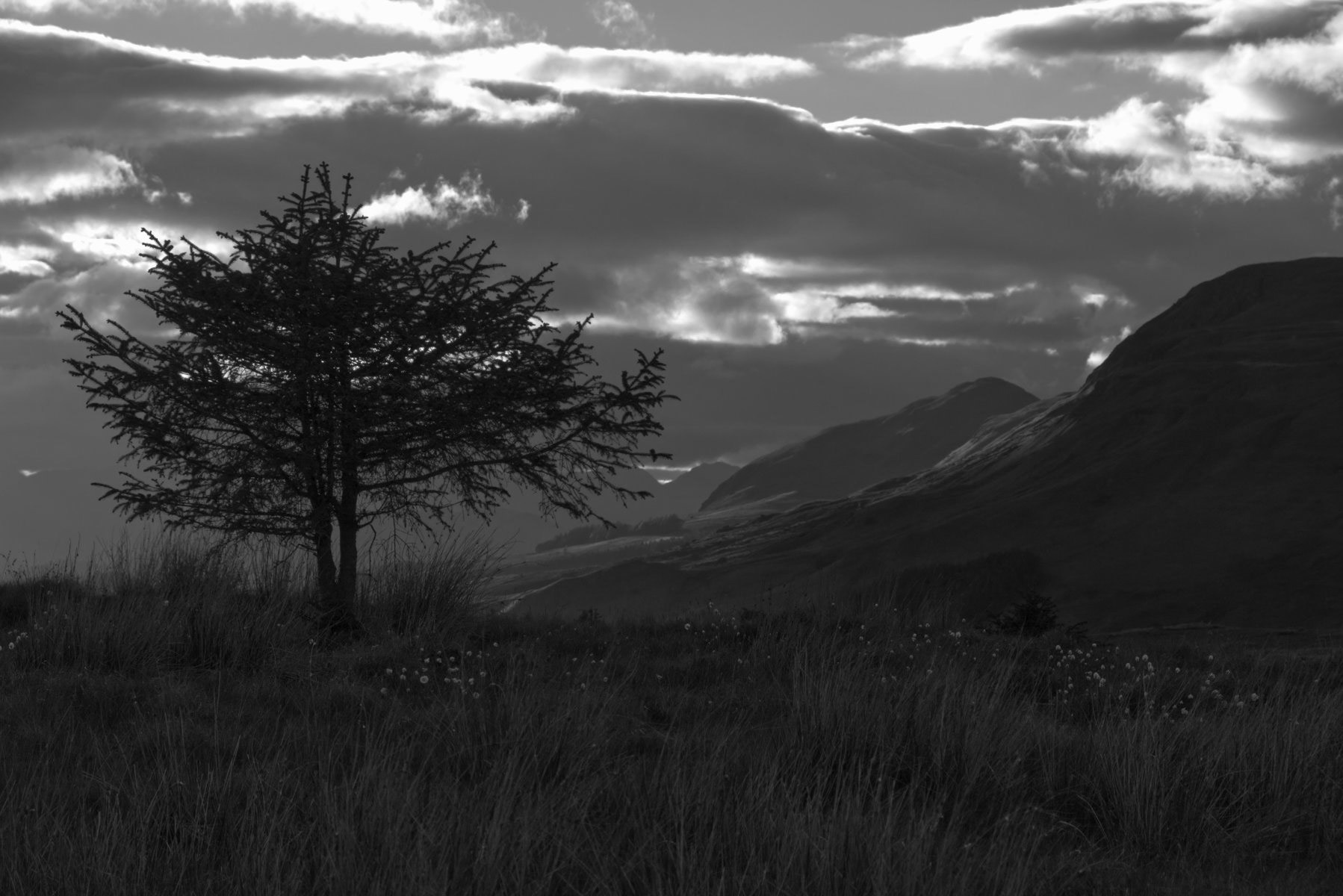 Lone pine in the evening