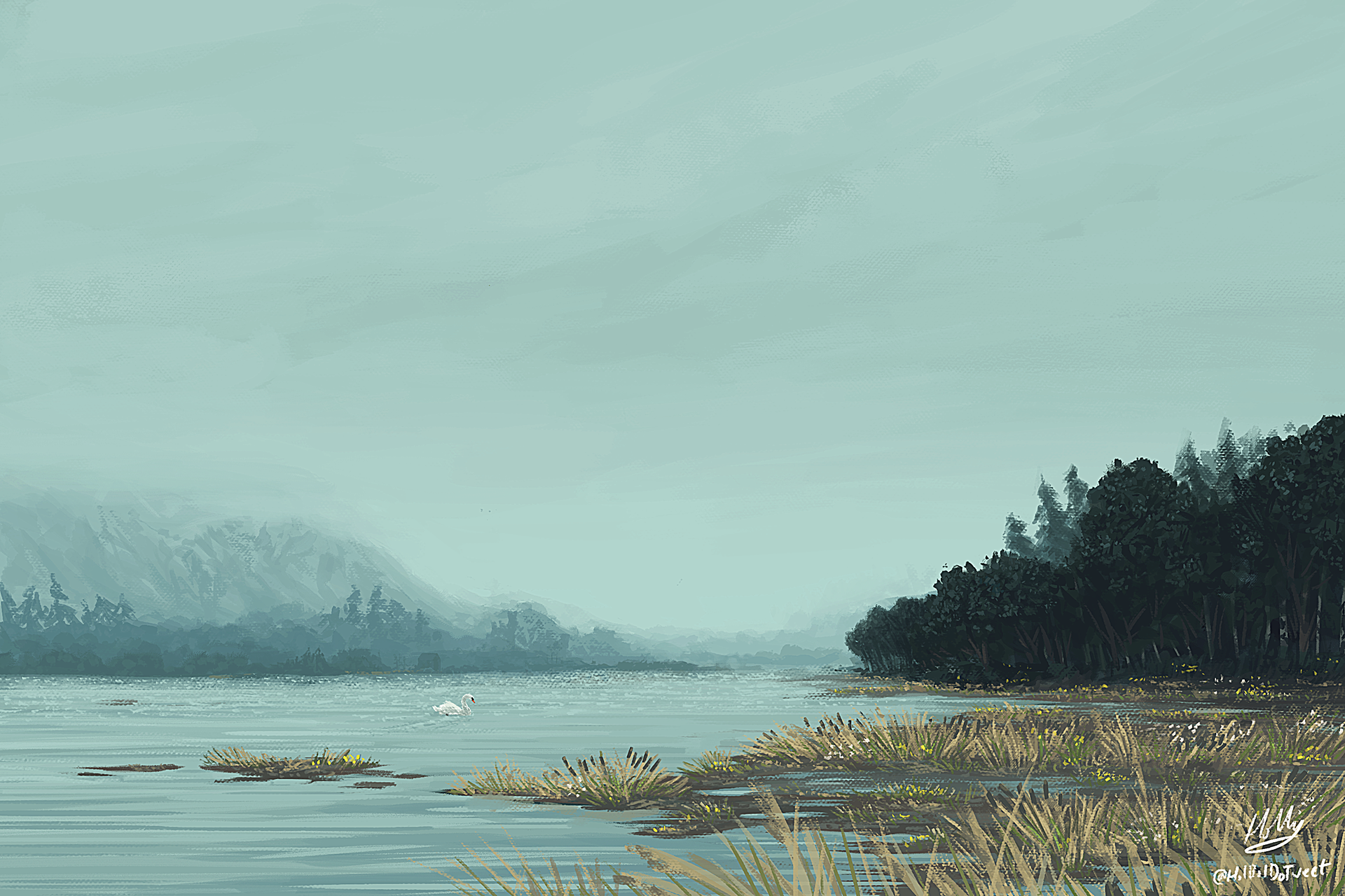 Swan Watching on the Lake