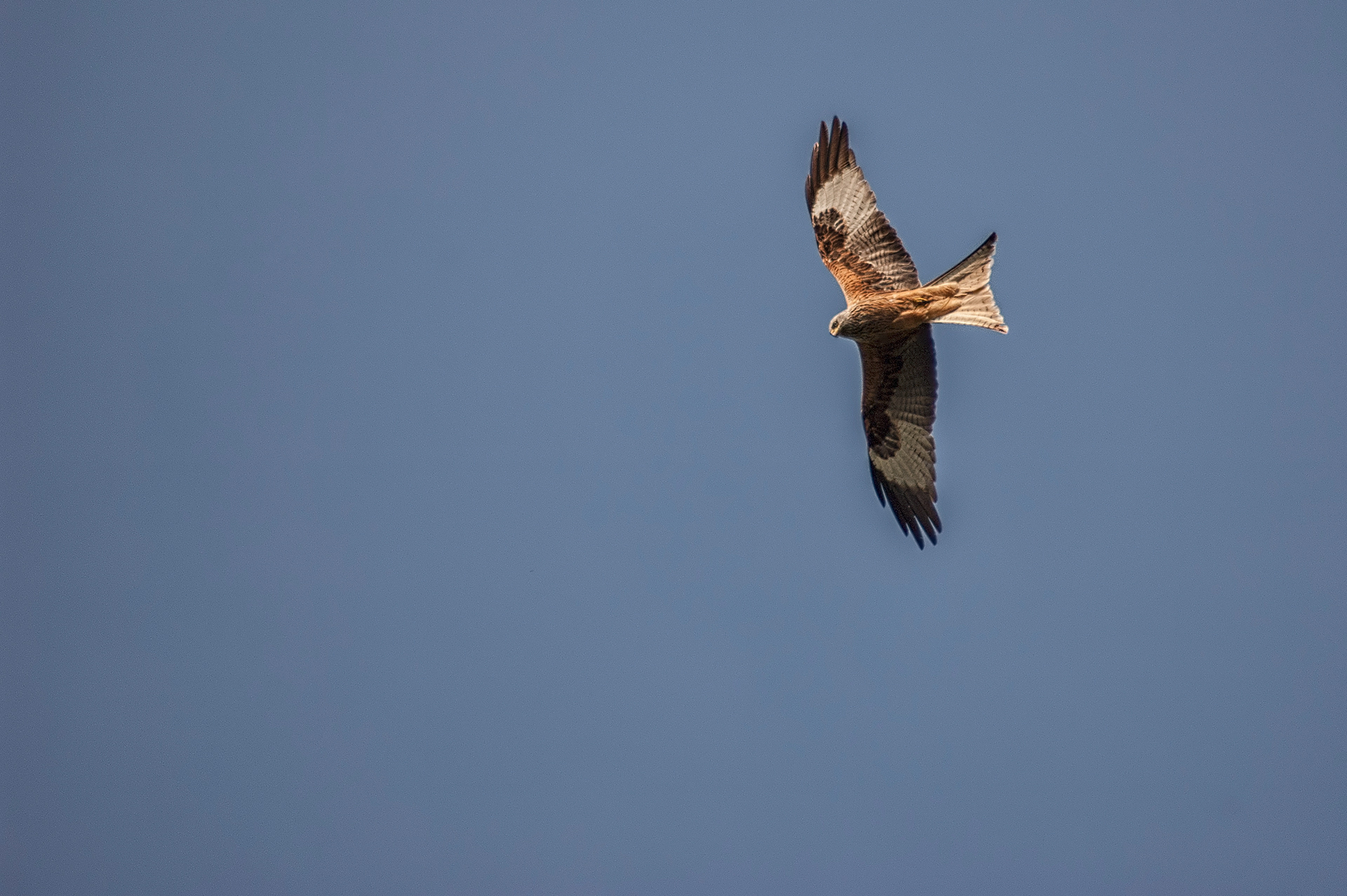 Red kite (milvus milvus)