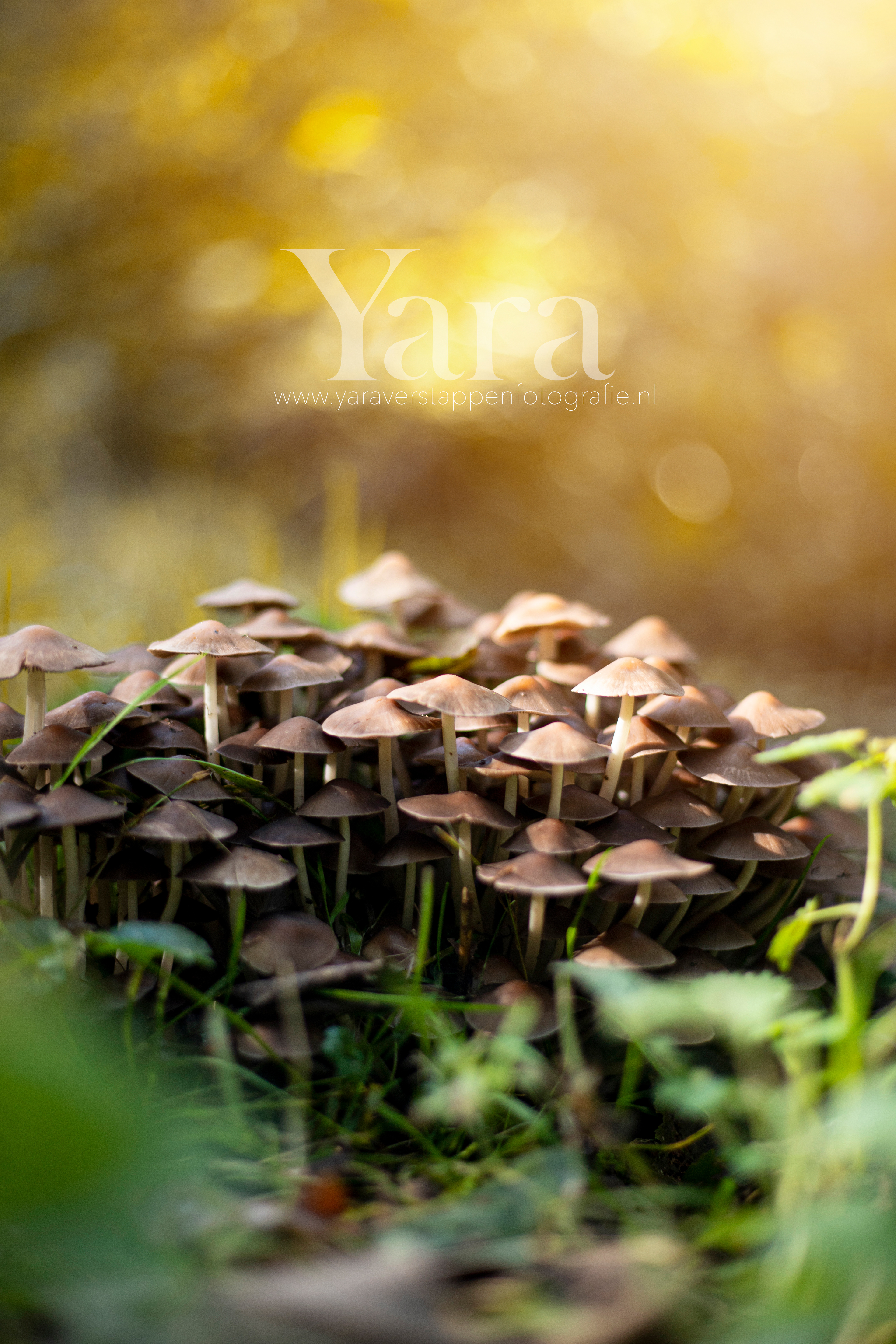 008 - Natuur
