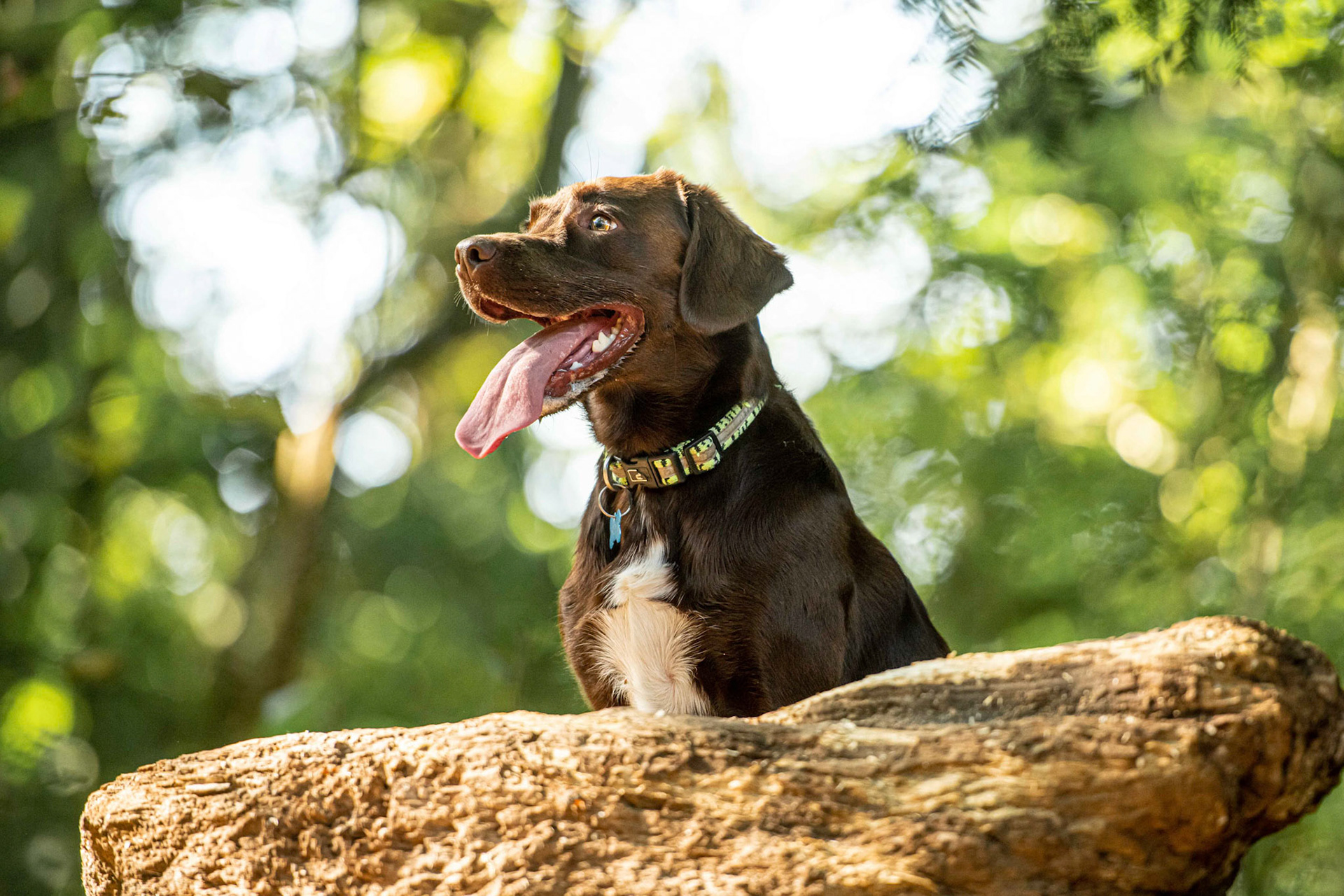 Surrey Dog Photography