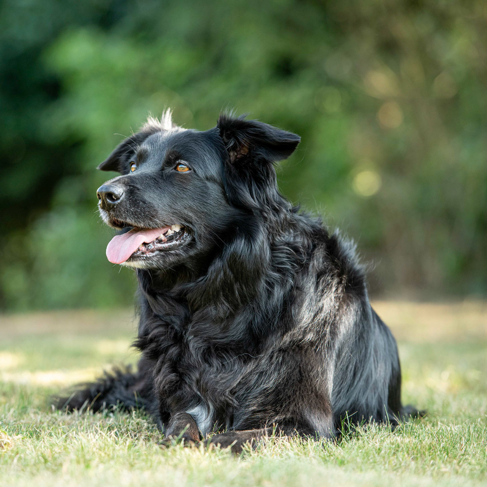Surrey Dog Photography