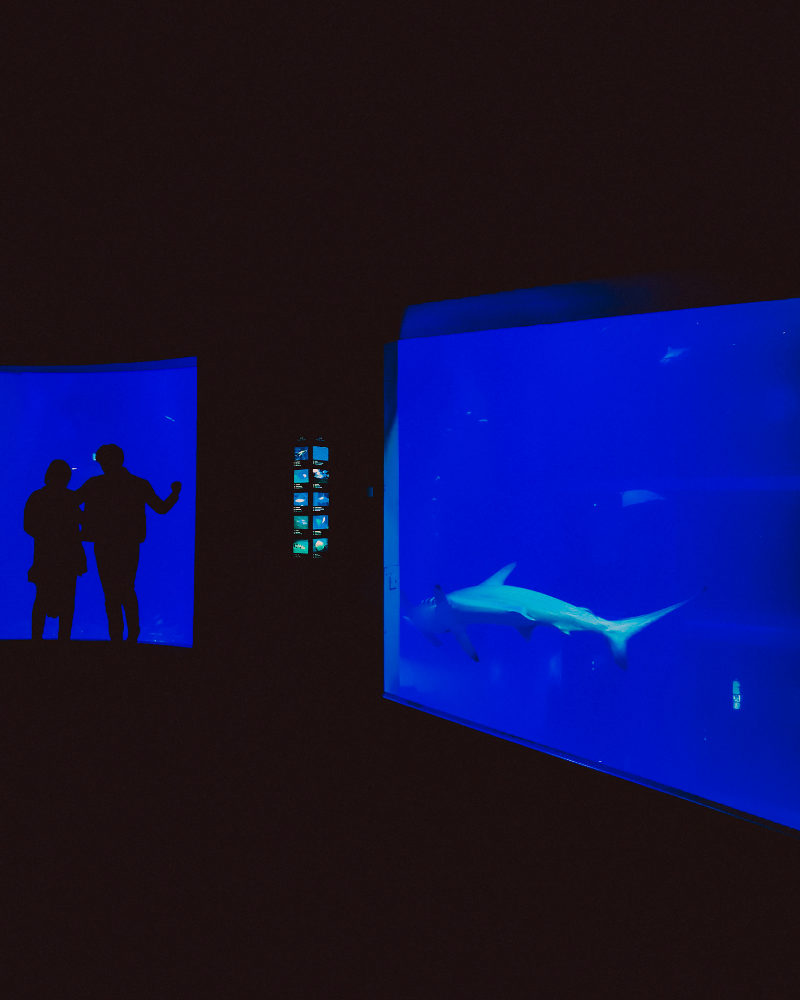 Couple silhouettes and a hammerhead shark at the Osaka Aquarium, Osaka, Japan, December 2019, Huawei Mate 30 Pro.