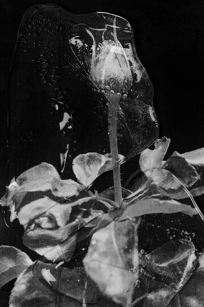 La rosa no buscaba la rosa: Inmóvil por el cielo ¡buscaba otra cosa! "Federico García Lorca"