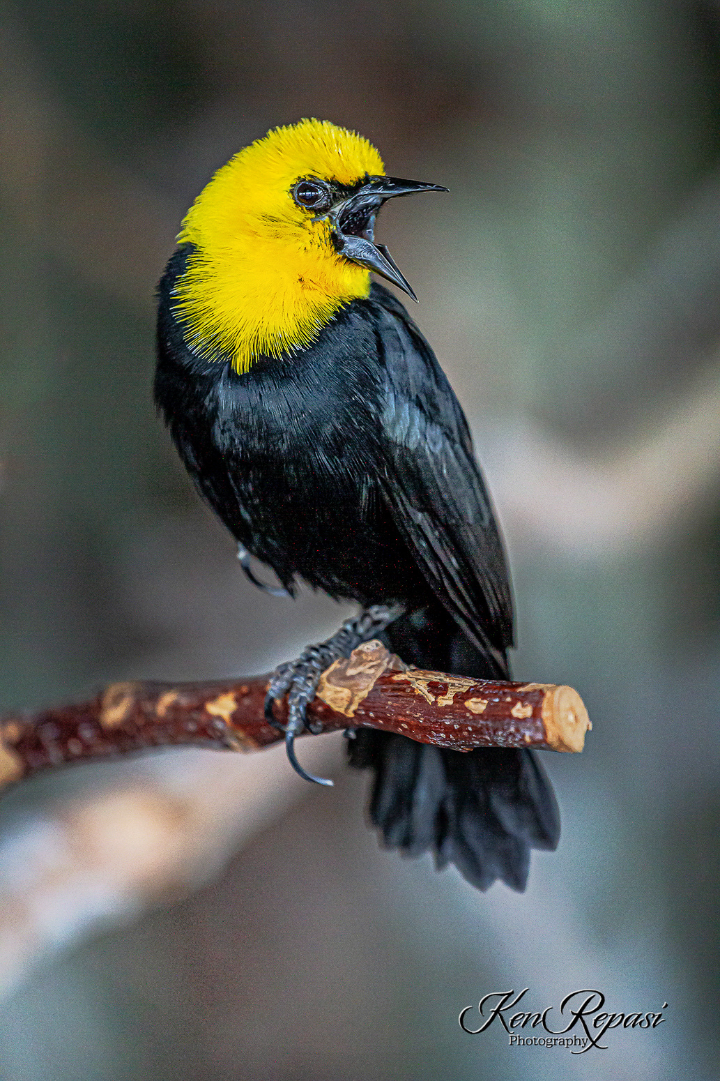 Yellow Headed Blackbird