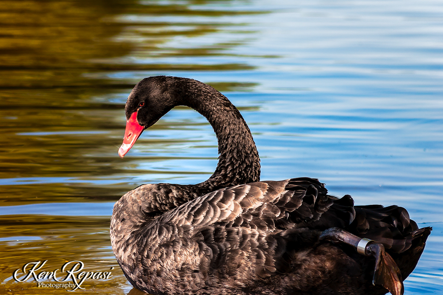 Black Swan