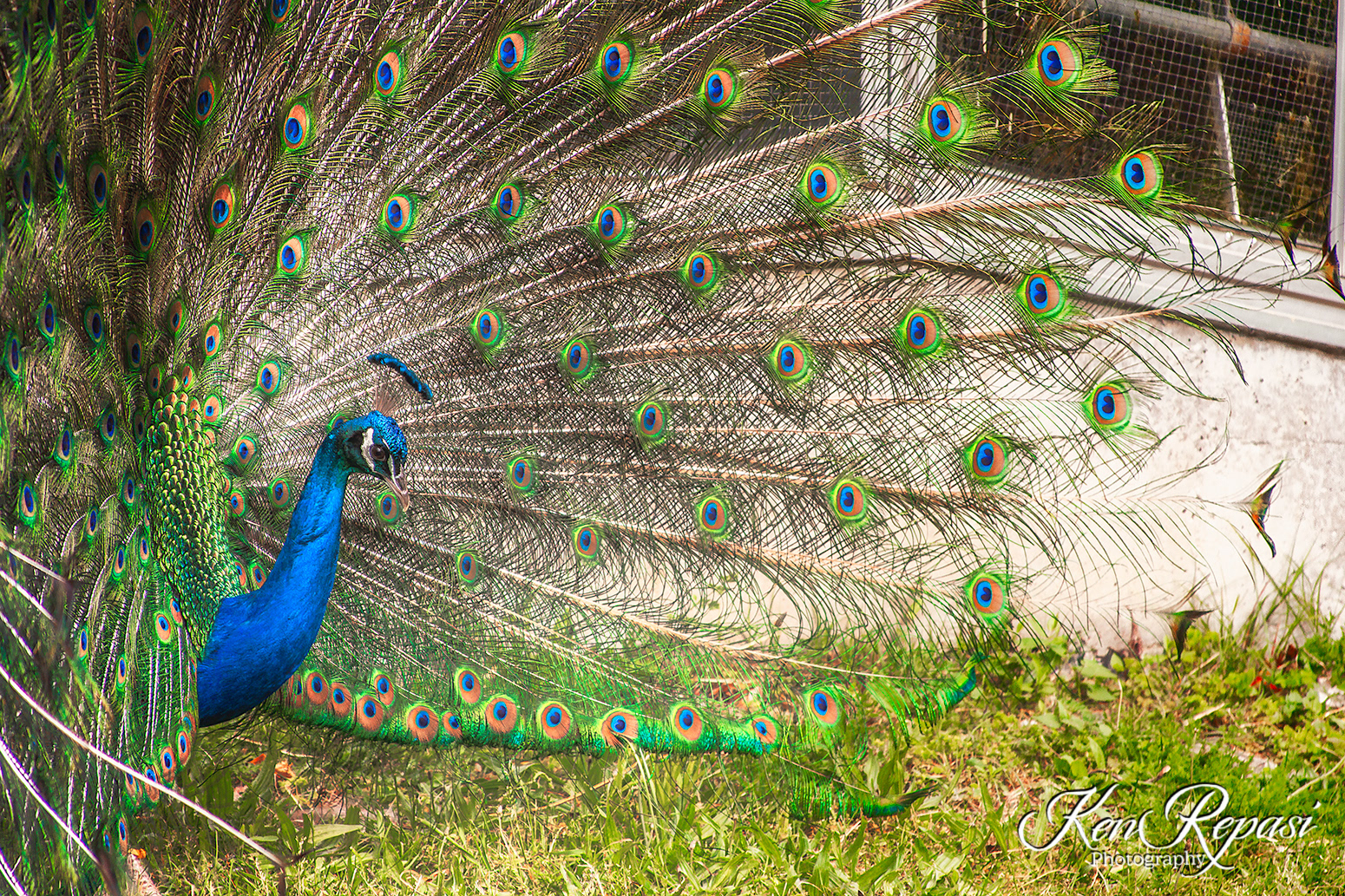 Peacock