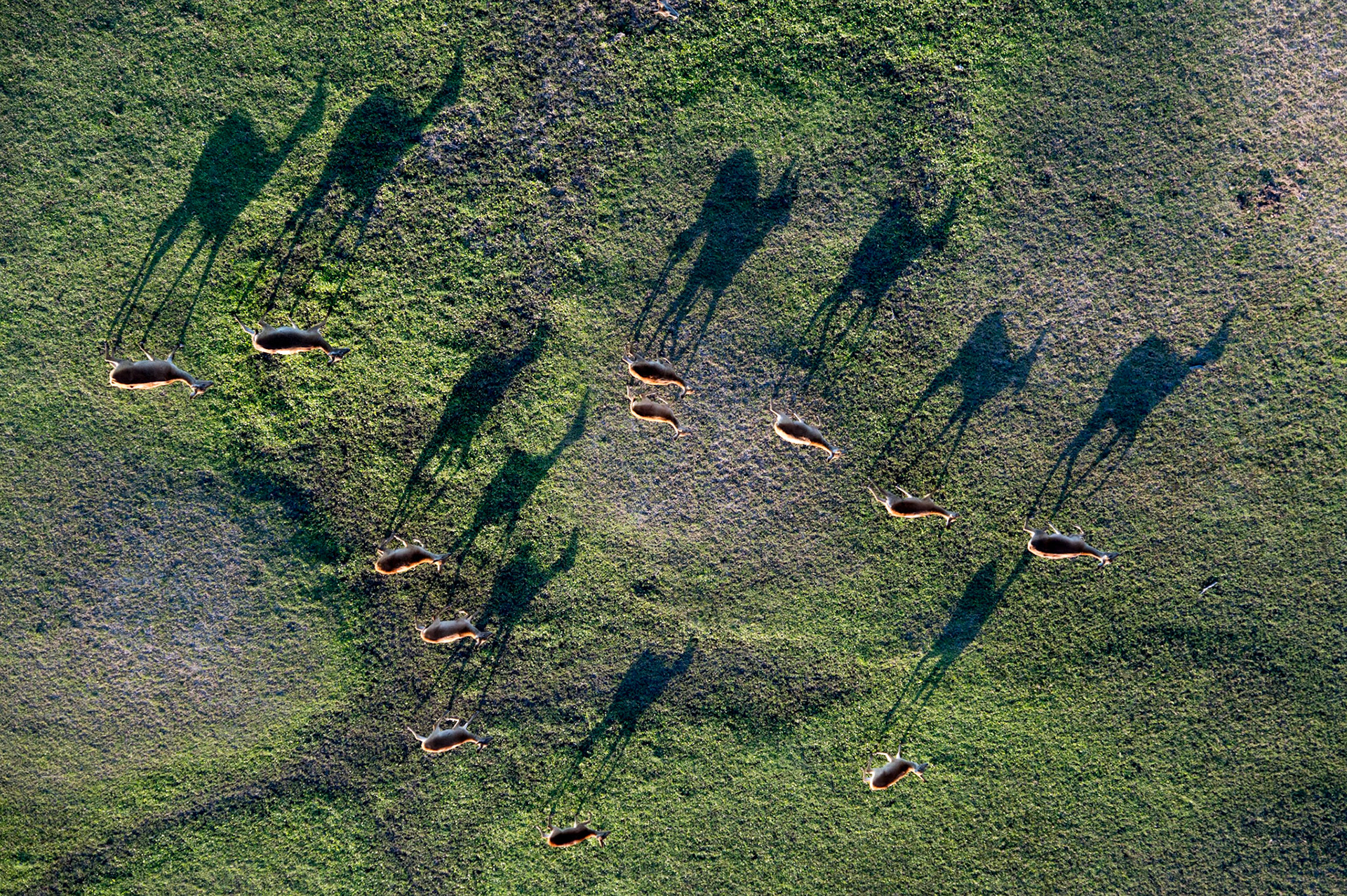 Letchewe shadows