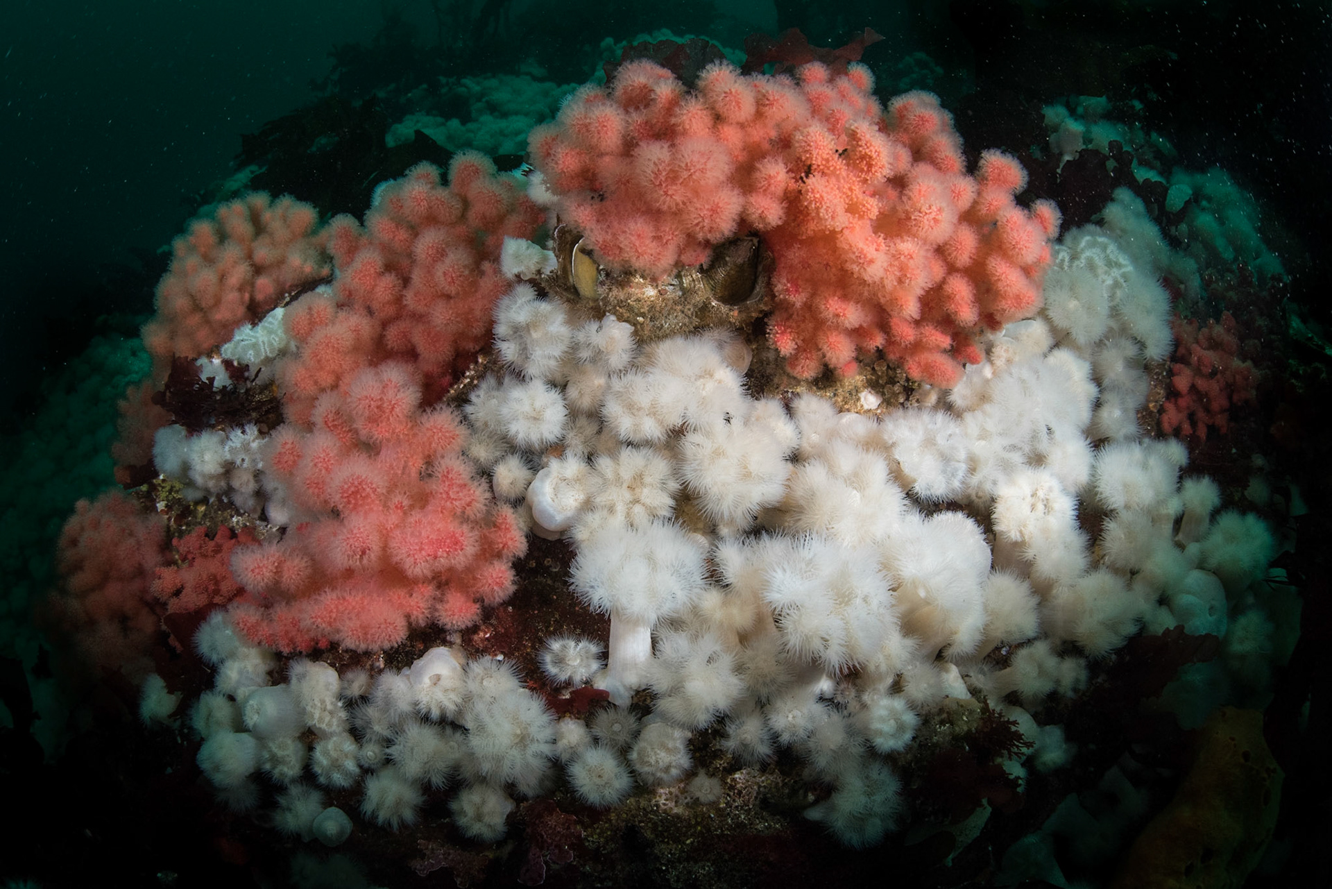 Metridium, Hurst Island, BC