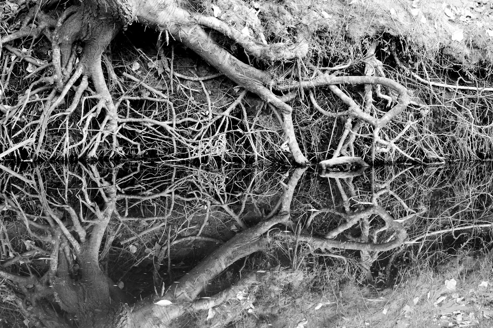 Roots, Mecred River, Yosemite, CA