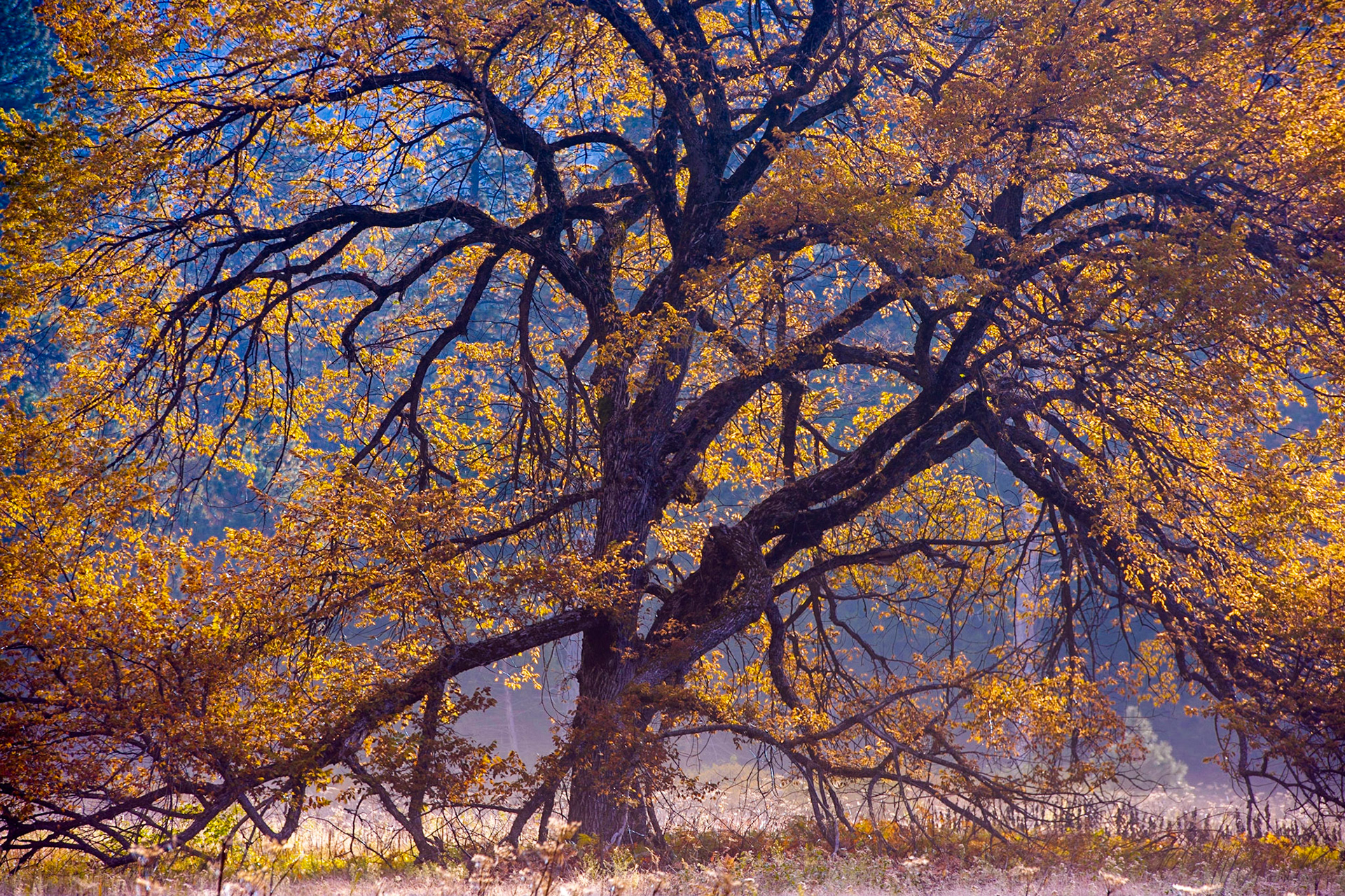 Cook's Meadow Tree