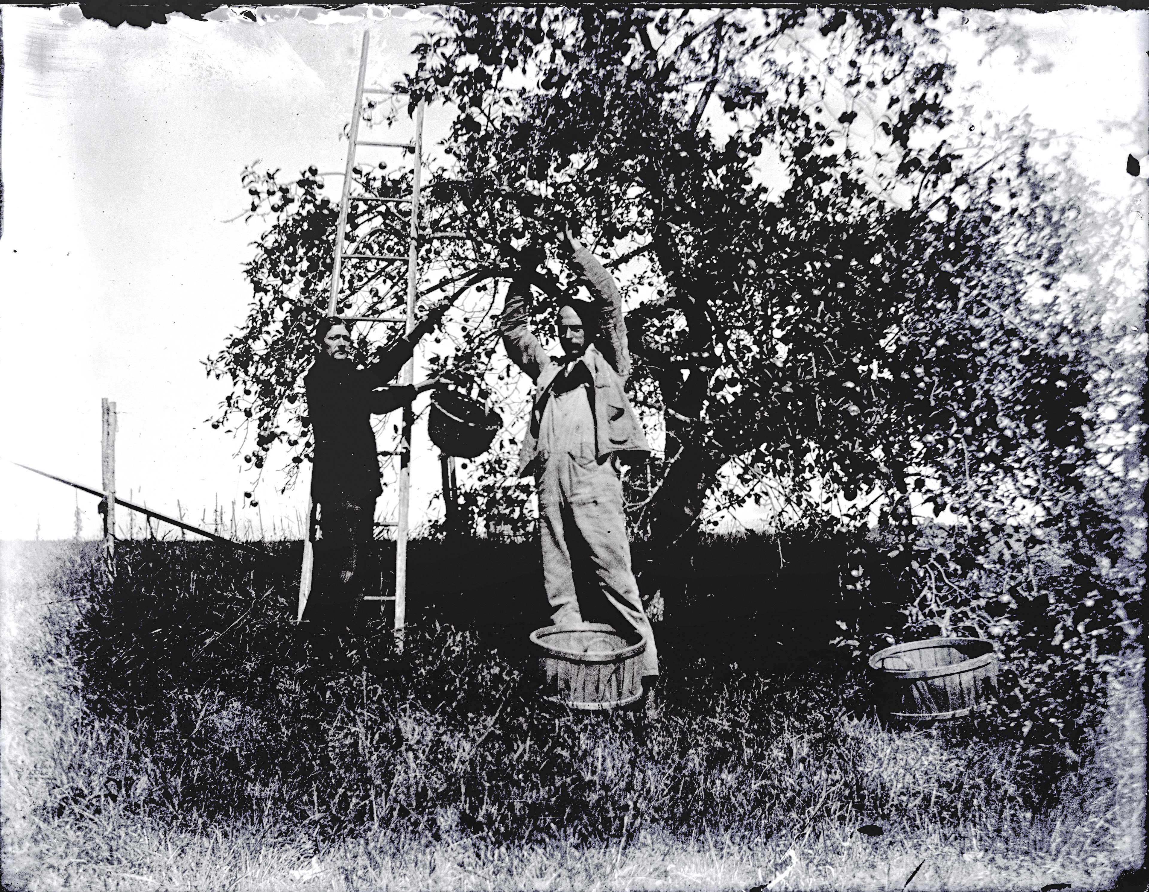 11. J & E apple picking