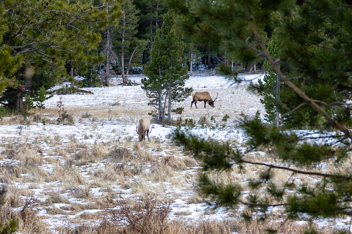 RMNP - Elk