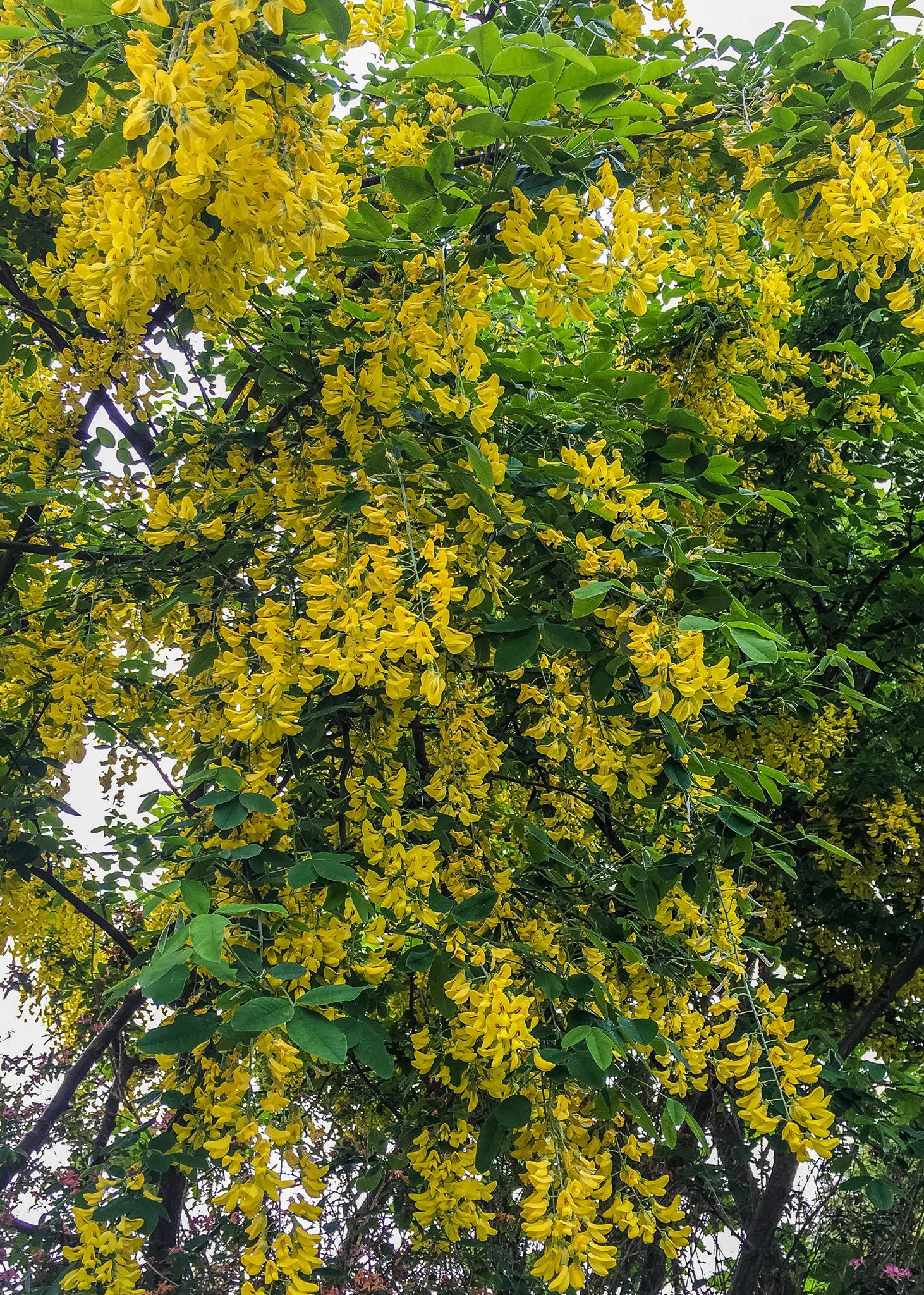 Laburnum