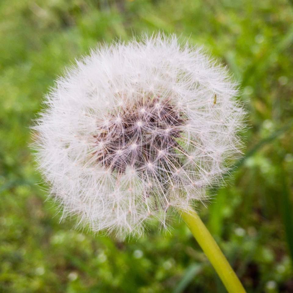 Dandelion