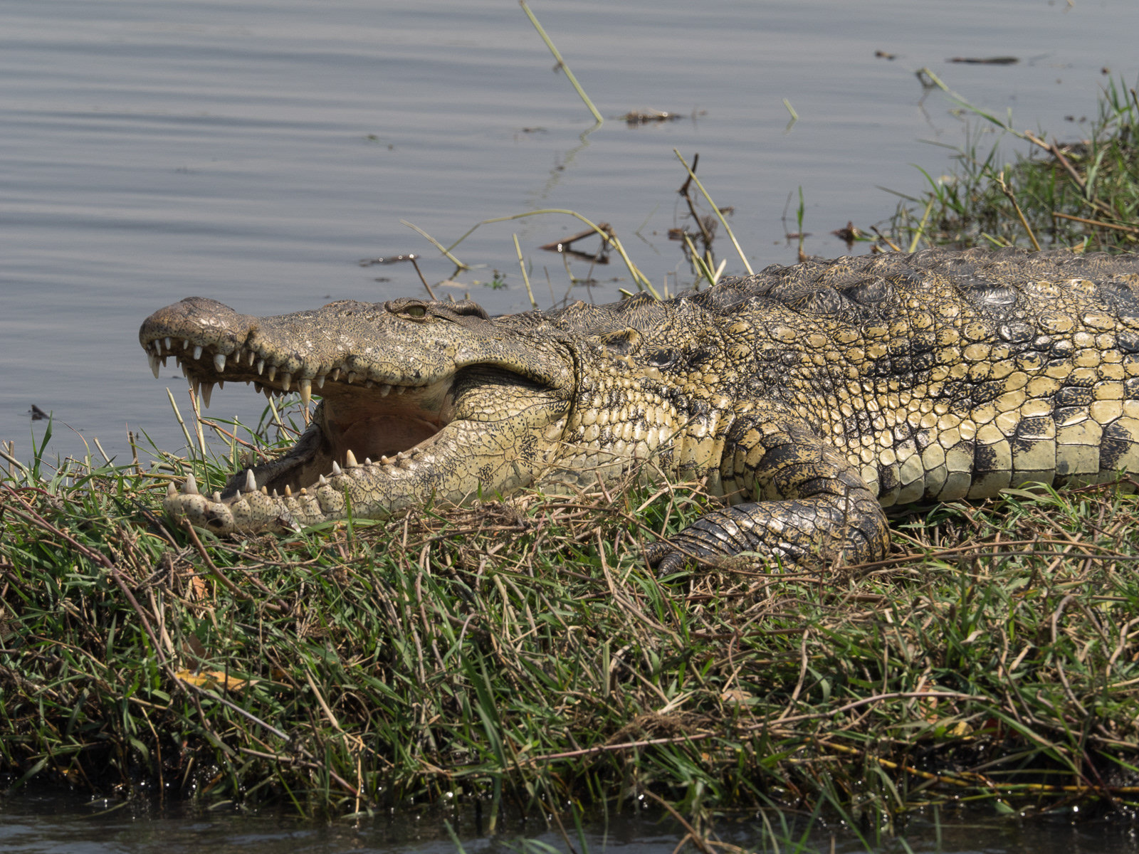 Neil Meyerhoff - Botswana Animals