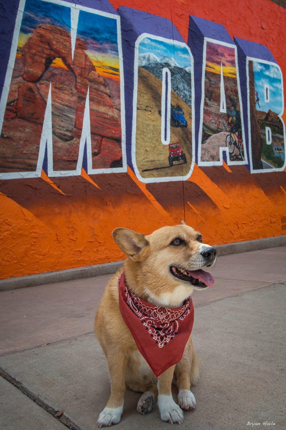 Pet Portraits