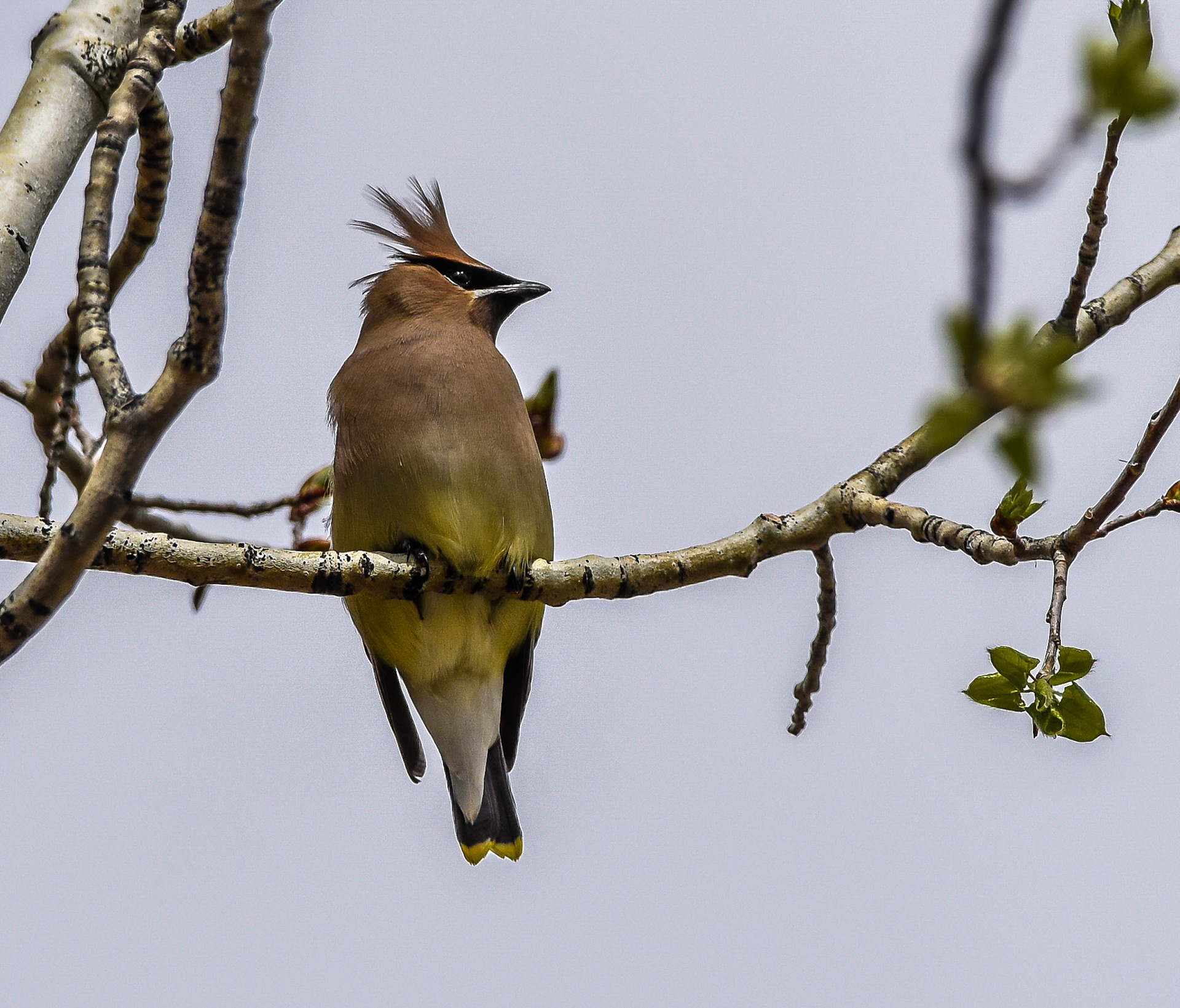Cedar Waxwing