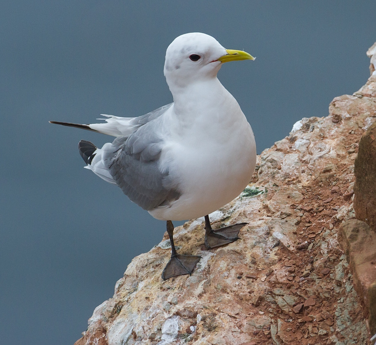 Drieteenmeeuw - Kittiwake - Rissa tridactyla