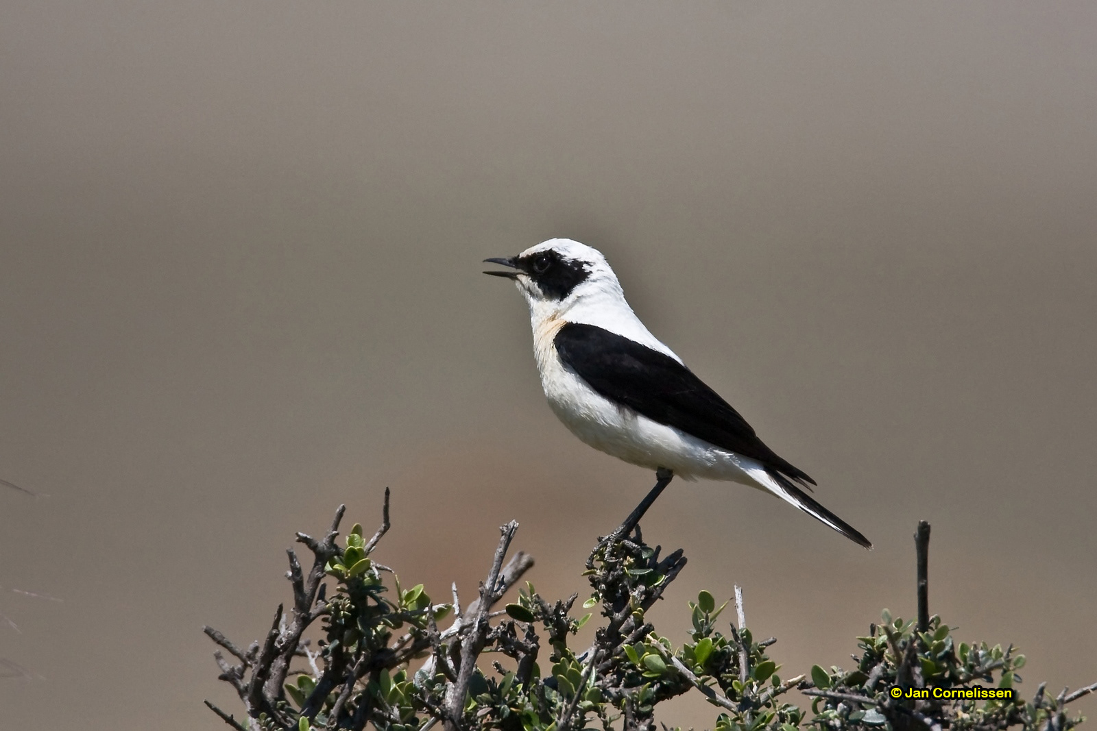 Oostelijke blonde tapuit - Black-eared Wheatear - Oenanthe melanoleuca