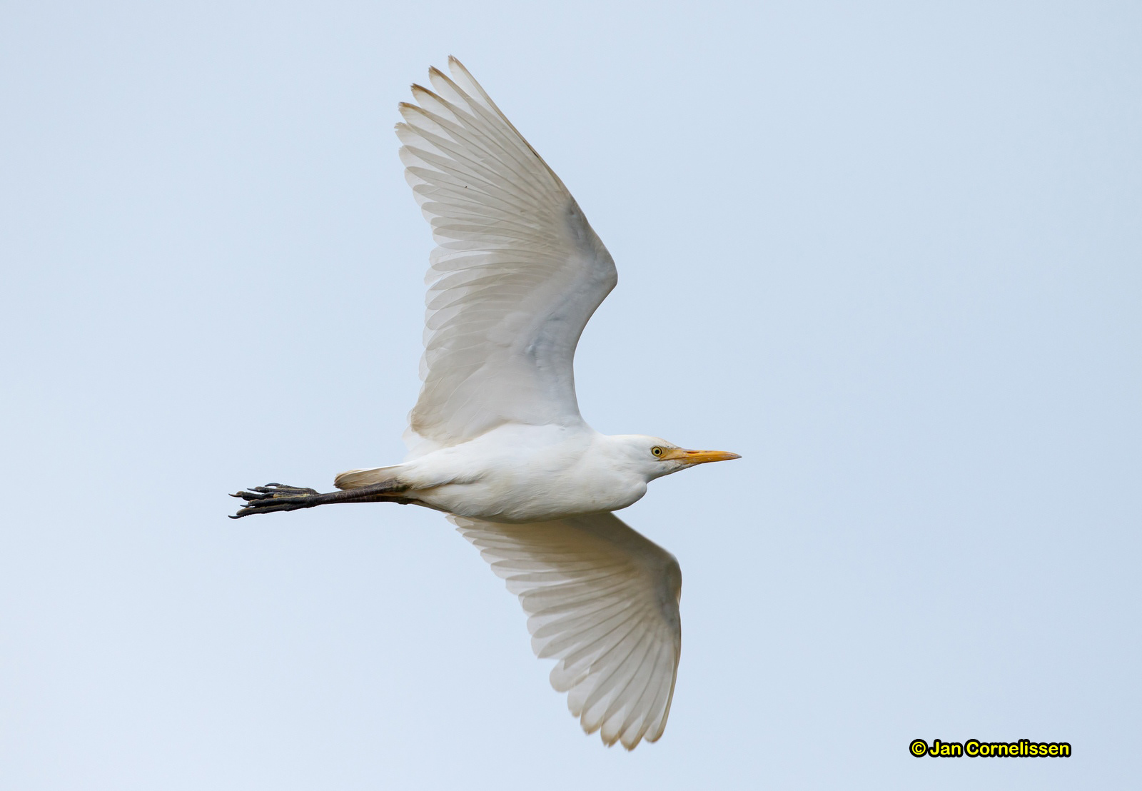Koereiger - Cattle Egret/Buff-backed Heron - Bubulcus ibis