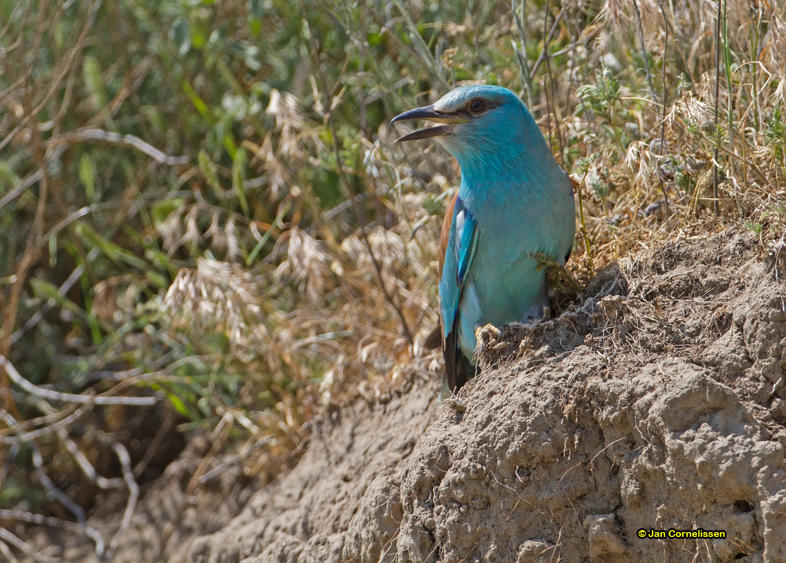 Scharrelaar - Roller - Coracias garrulus