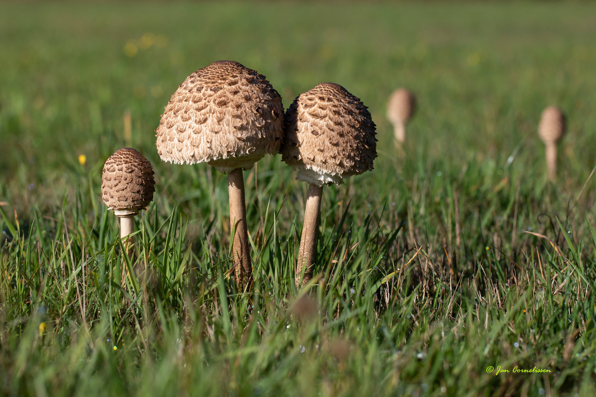 Grote parasolzwam