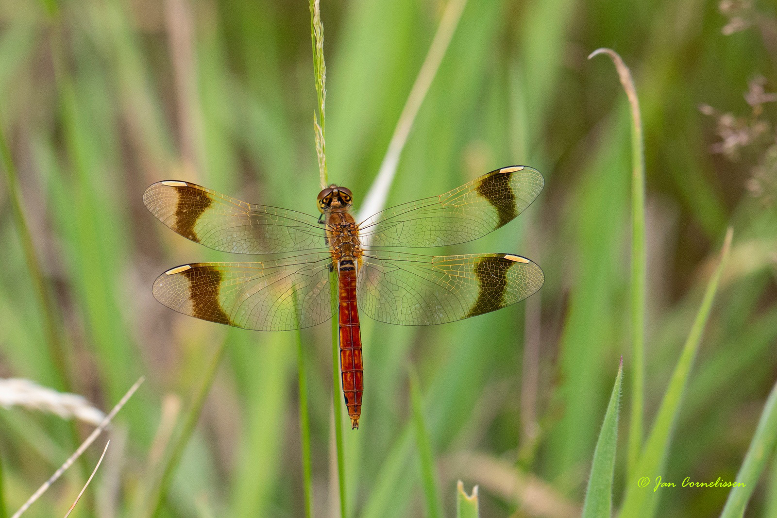 Bandheidelibel ♂ - Sympetrum pedemontanum (Lommel, B)