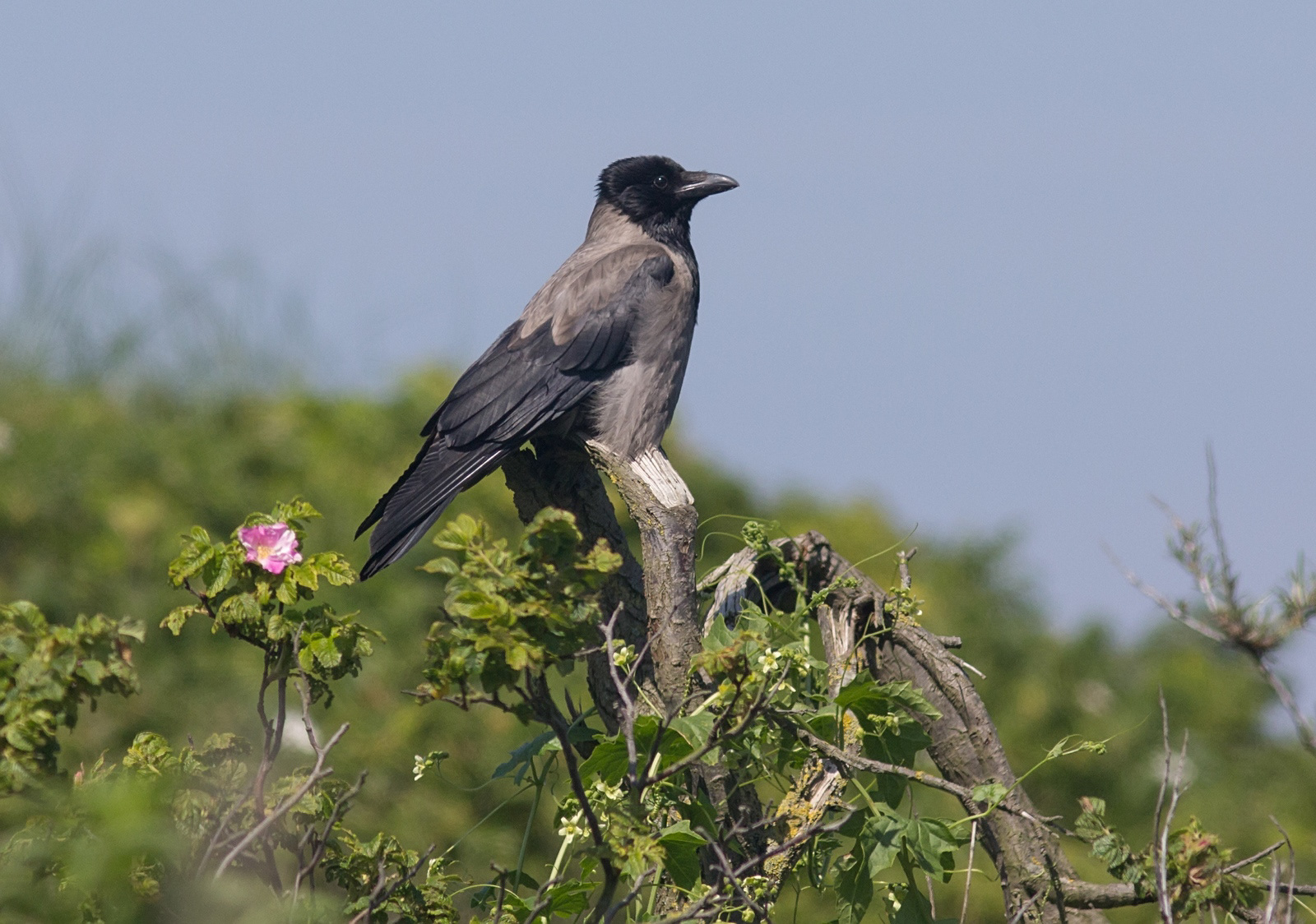 Bonte kraai - Carrion Crow - Corvus cornix