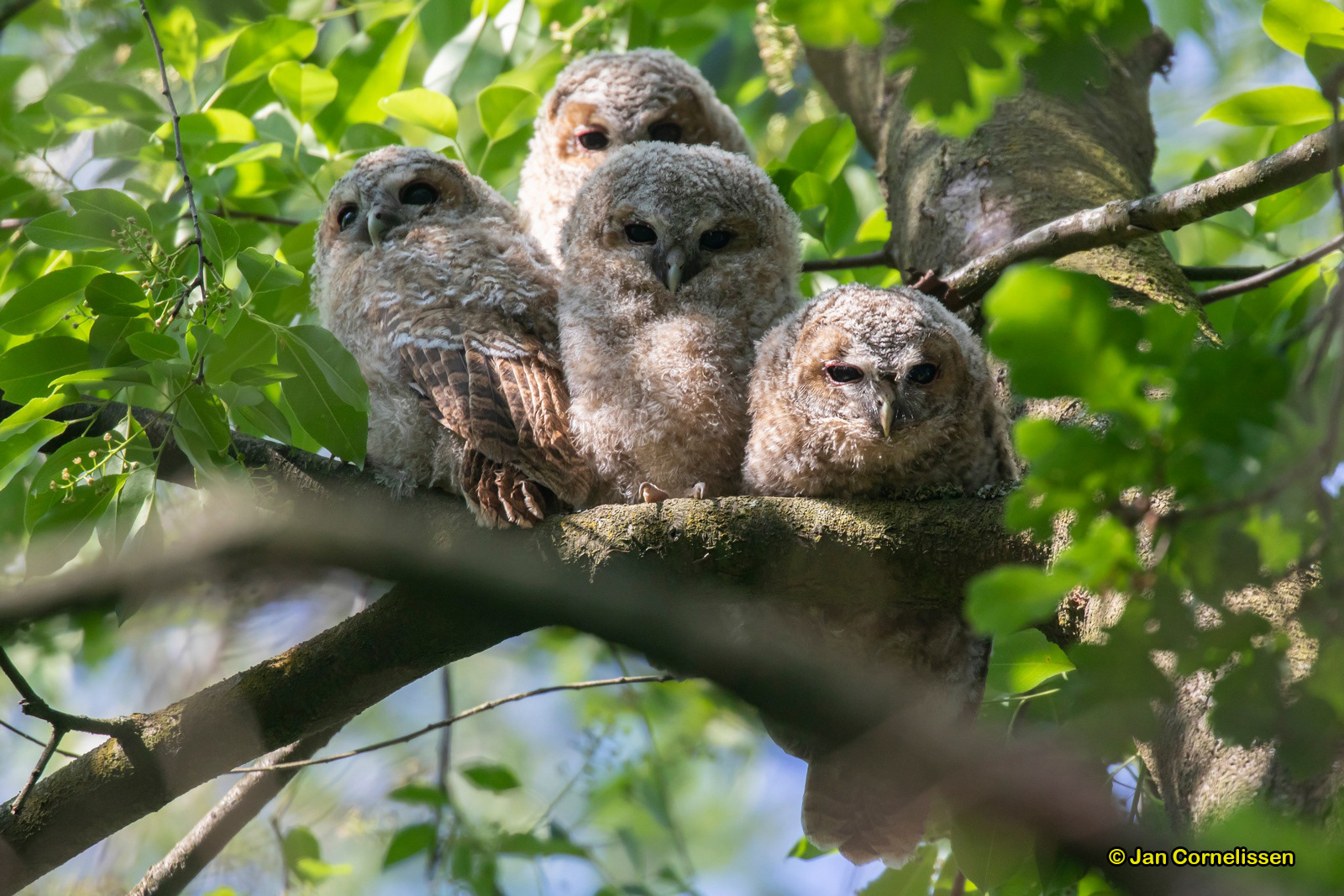 Bosuilen - Tawny Owl - Stryx aluco (Pelt, B)