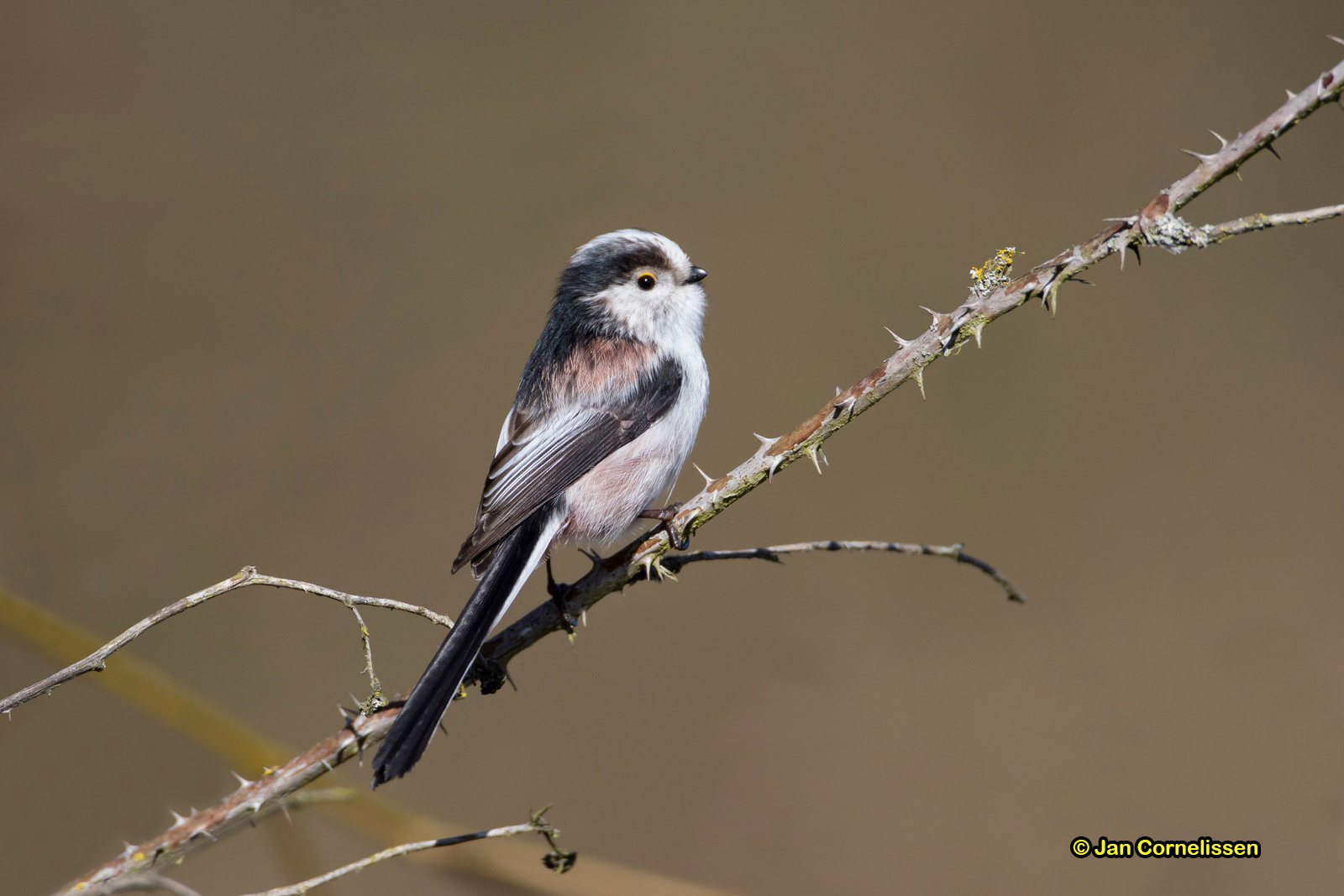 Staartmees - Long-tailed Tit - Aegithalos caudatus (Bree, B)