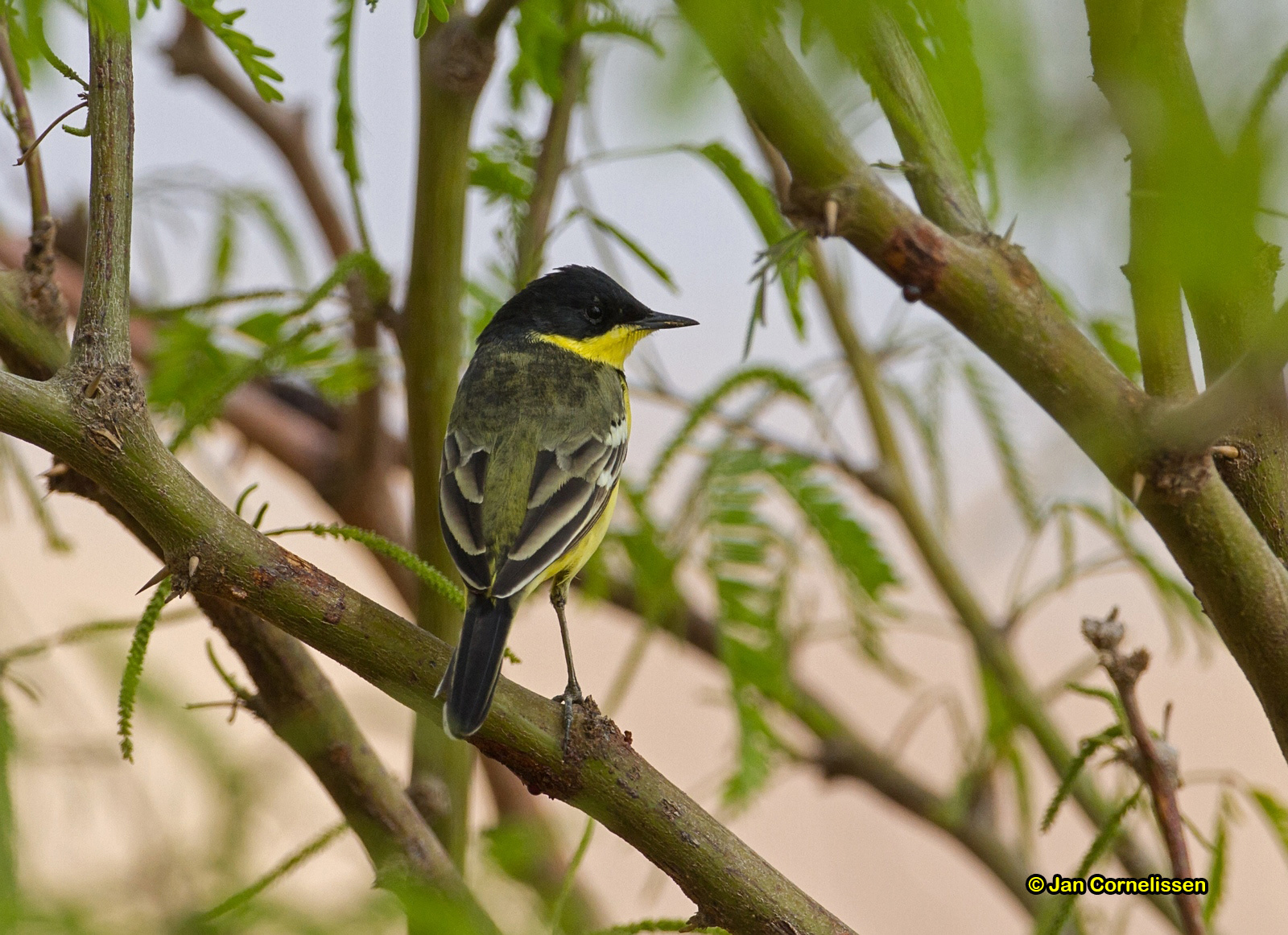 Balkankwikstaart - Black-headed Wagtail - Motacilla flava feldegg