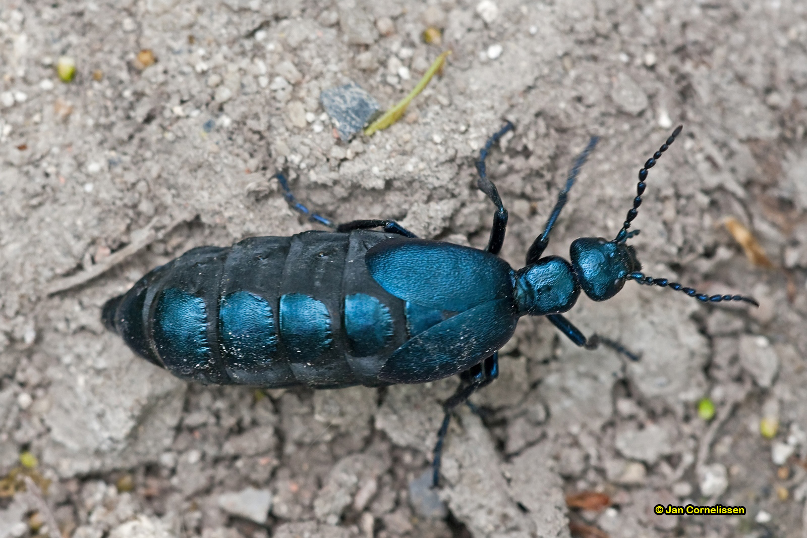 Blauwe oliekever