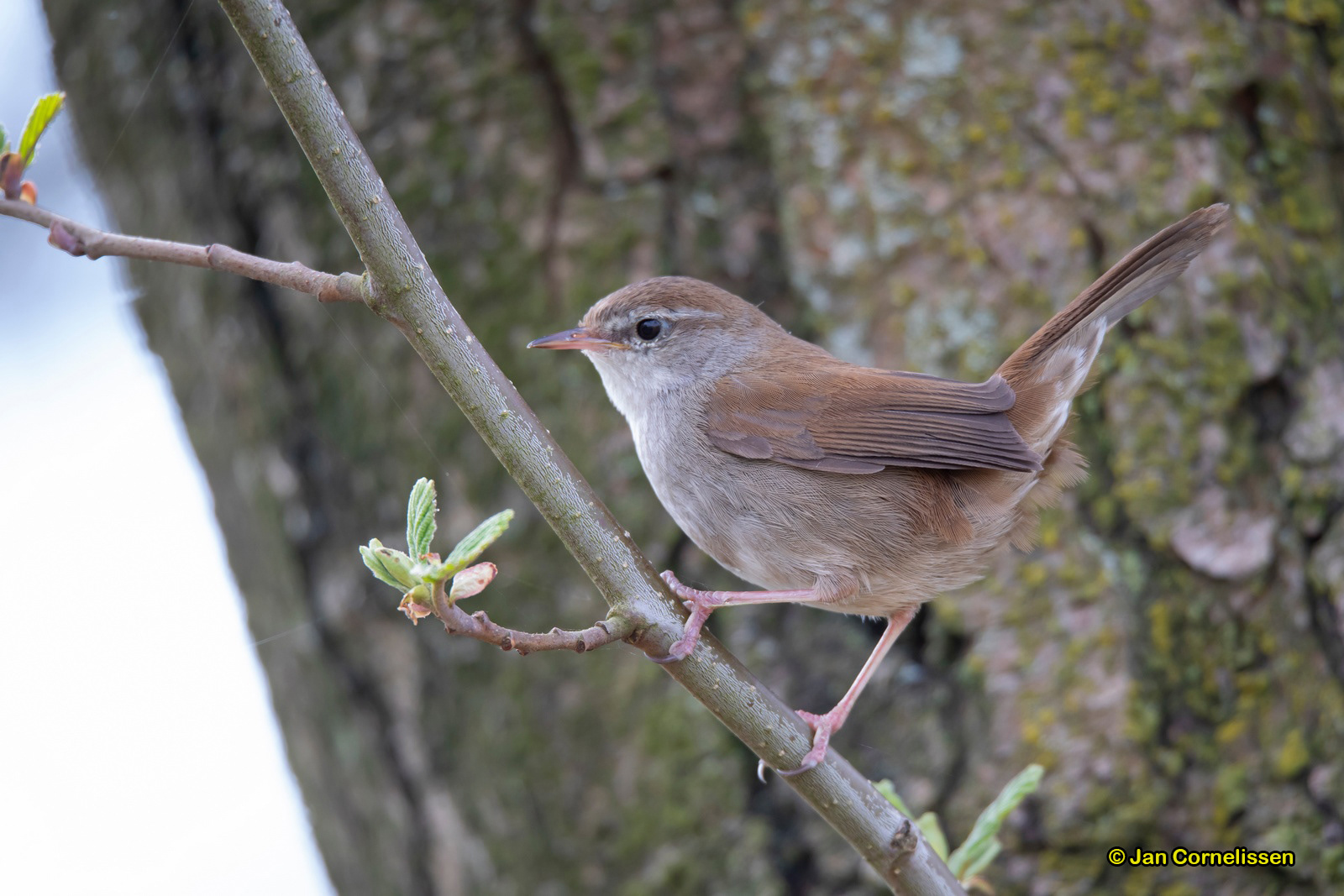 Cetti's zanger - Cetti's Warbler - Cettia cetti (Pelt, B)