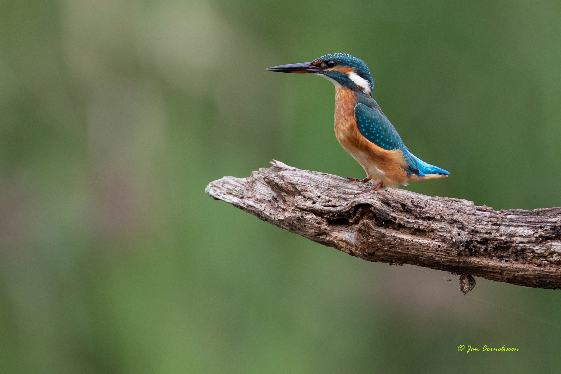 Ijsvogel - Kingfisher - Alcedo atthis (Bree, B)
