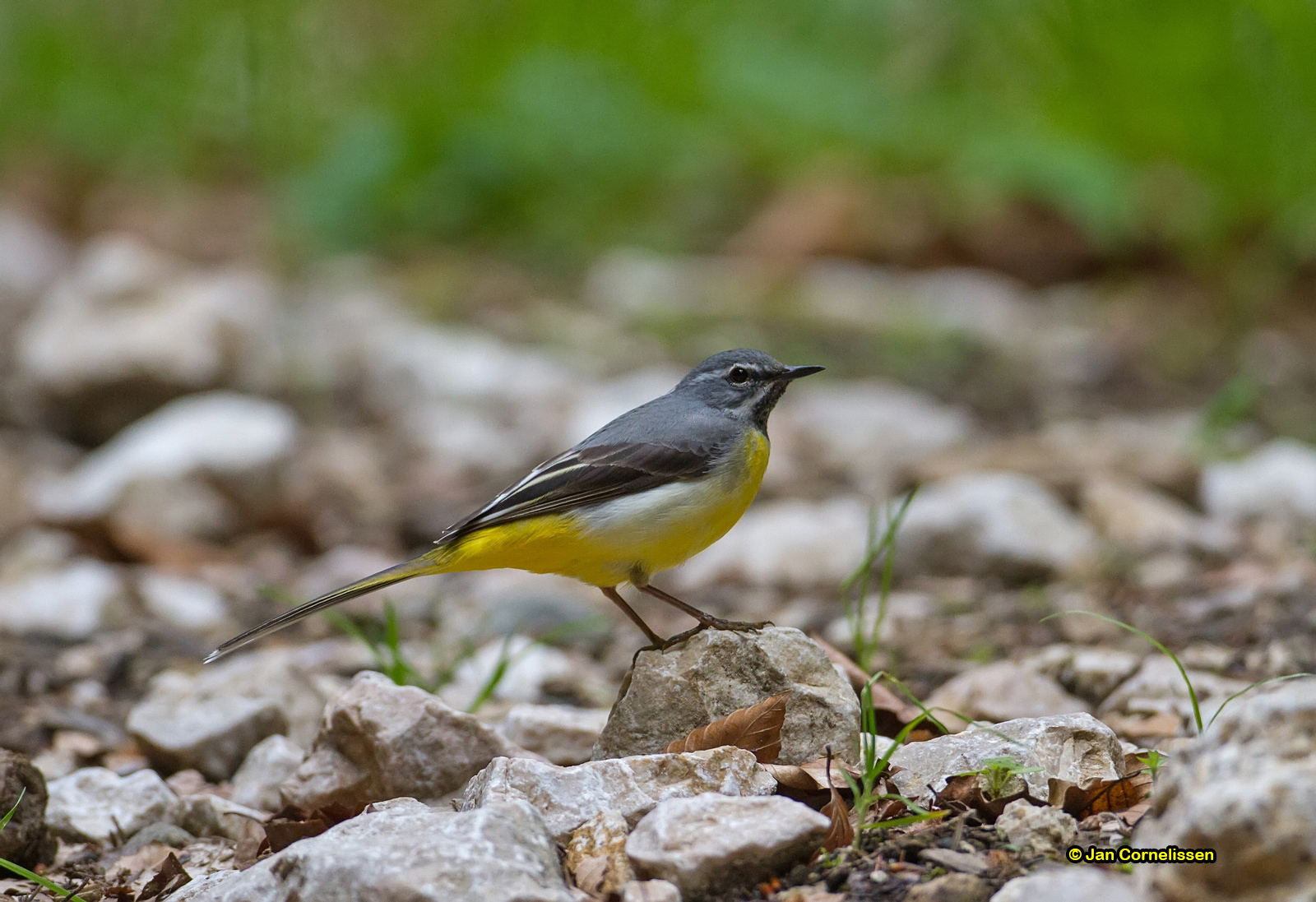 Grote gele kwikstaart - Grey Wagtail - Motacilla cinerea
