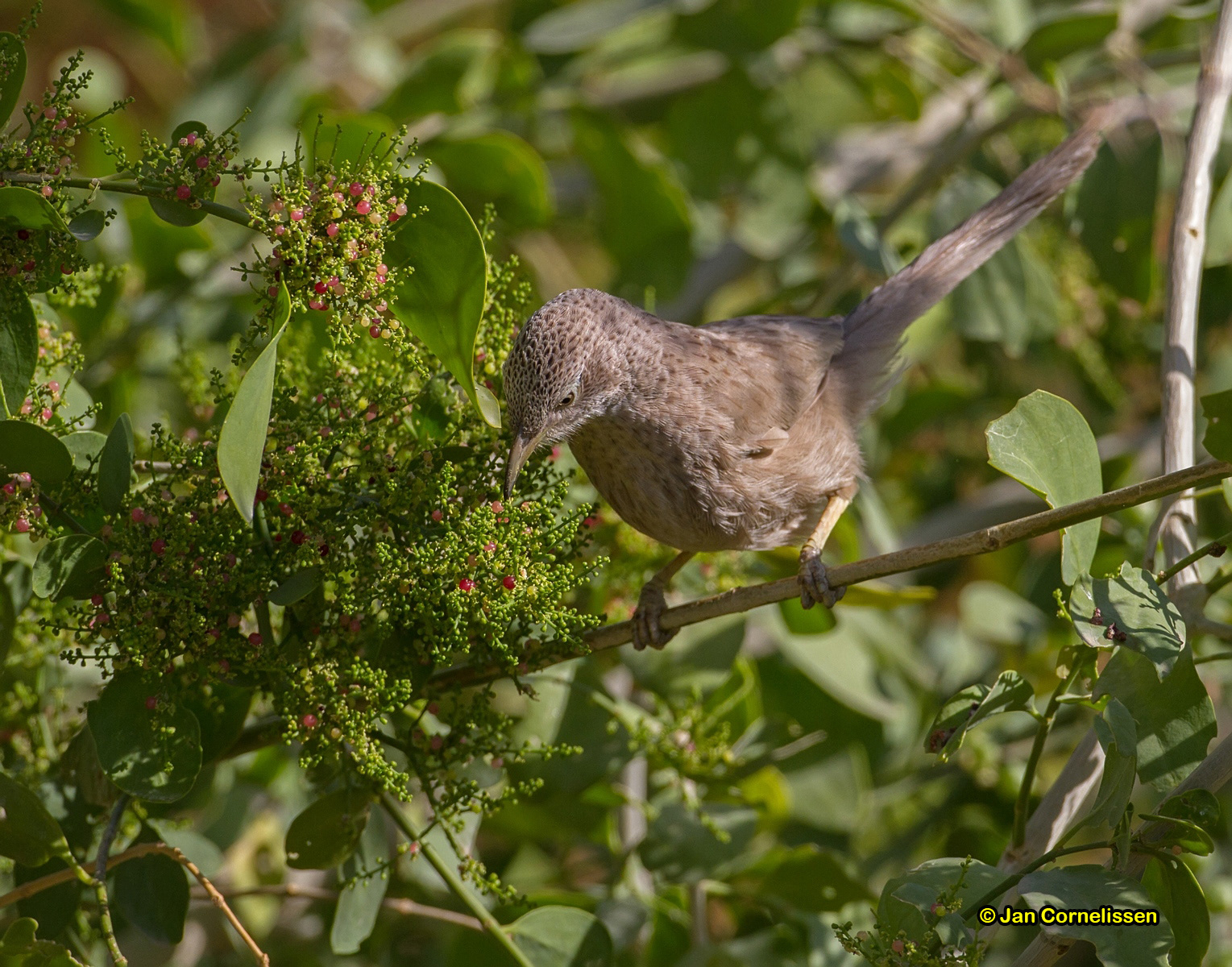 Arabische babbelaar - Brown Babbler - Turdoides squamiceps
