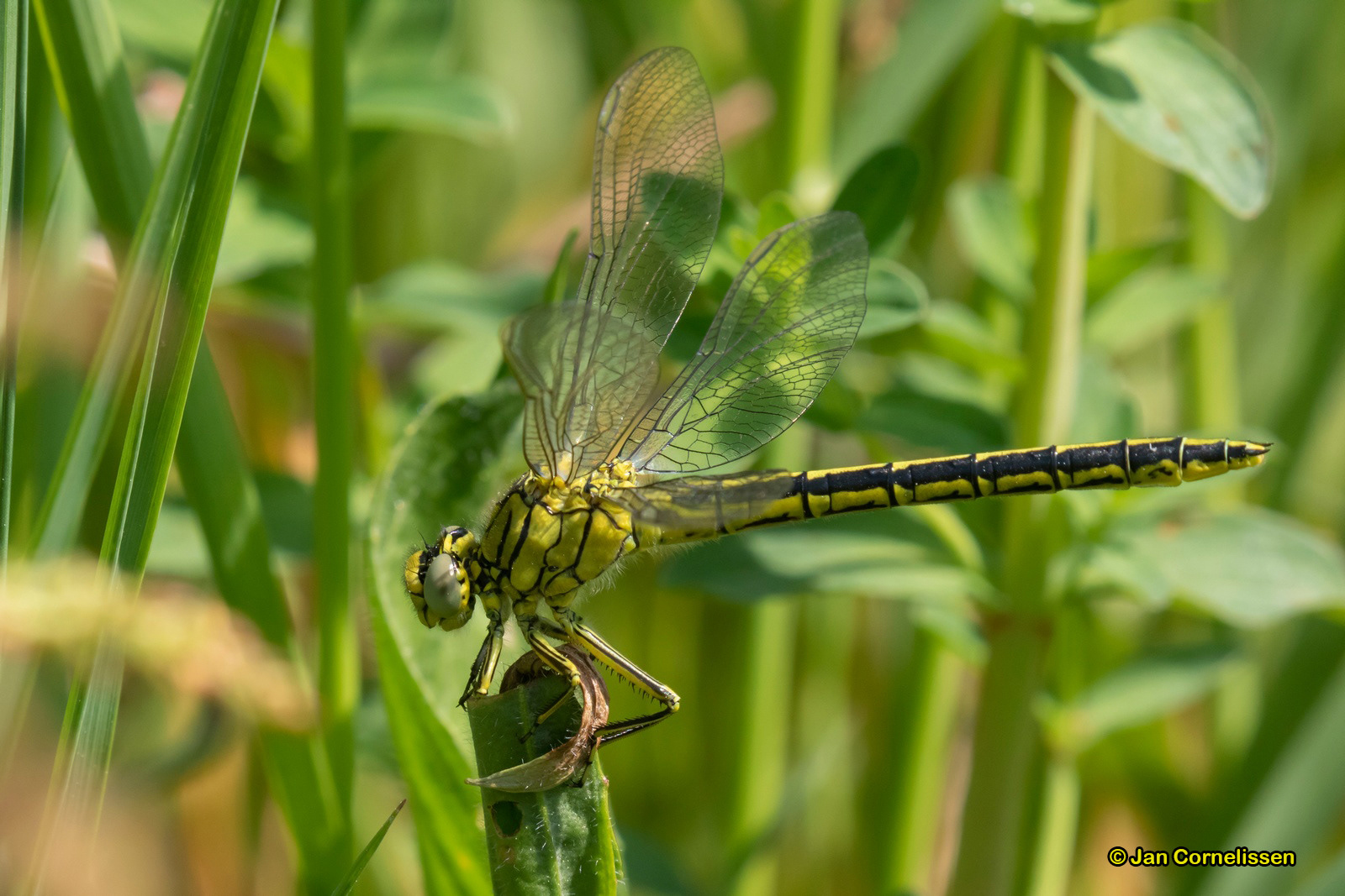 Plasrombout - Gomphus pulchellus (Lommel, B)