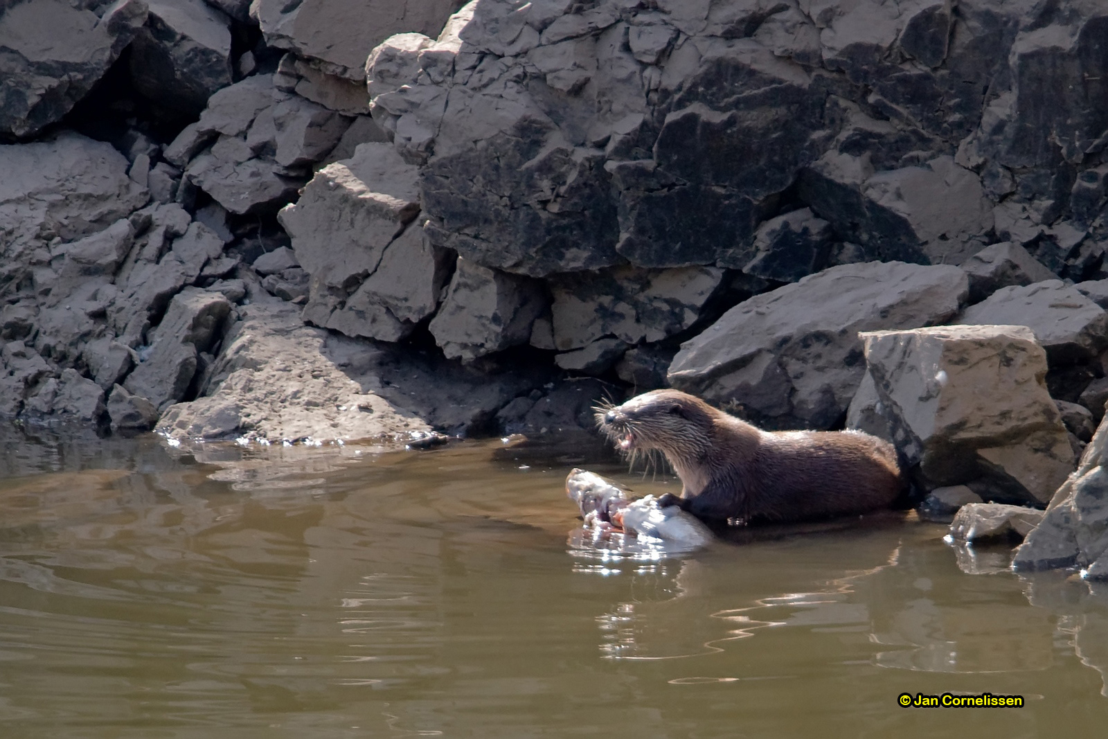 Otter