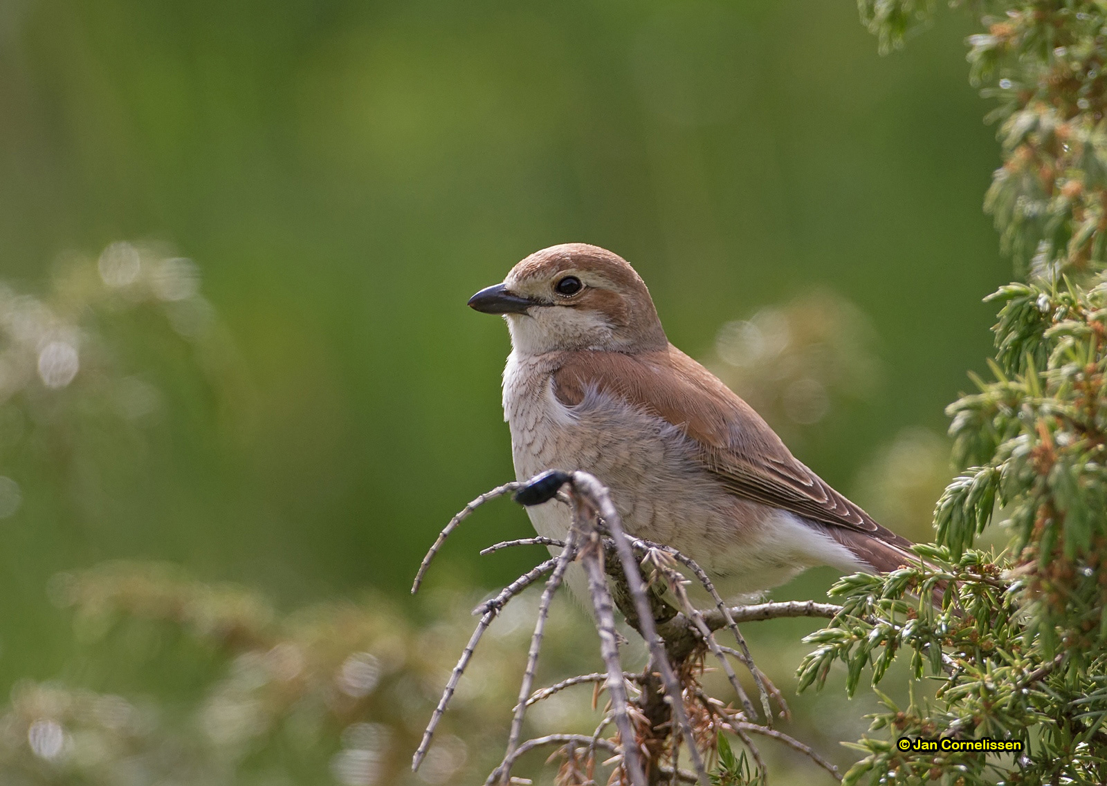 Grauwe klauwier ♀ - Red-backed Shrike - Lanius collurio