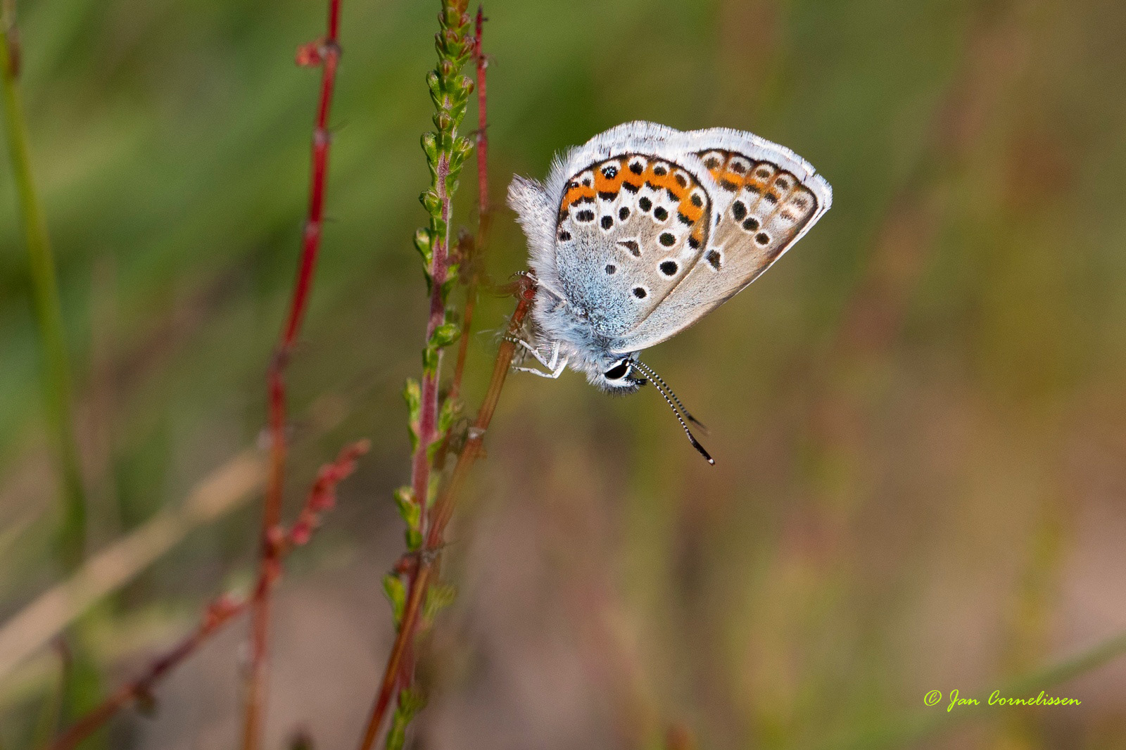 Heideblauwtje - Plebejus argus (Pelt, B)
