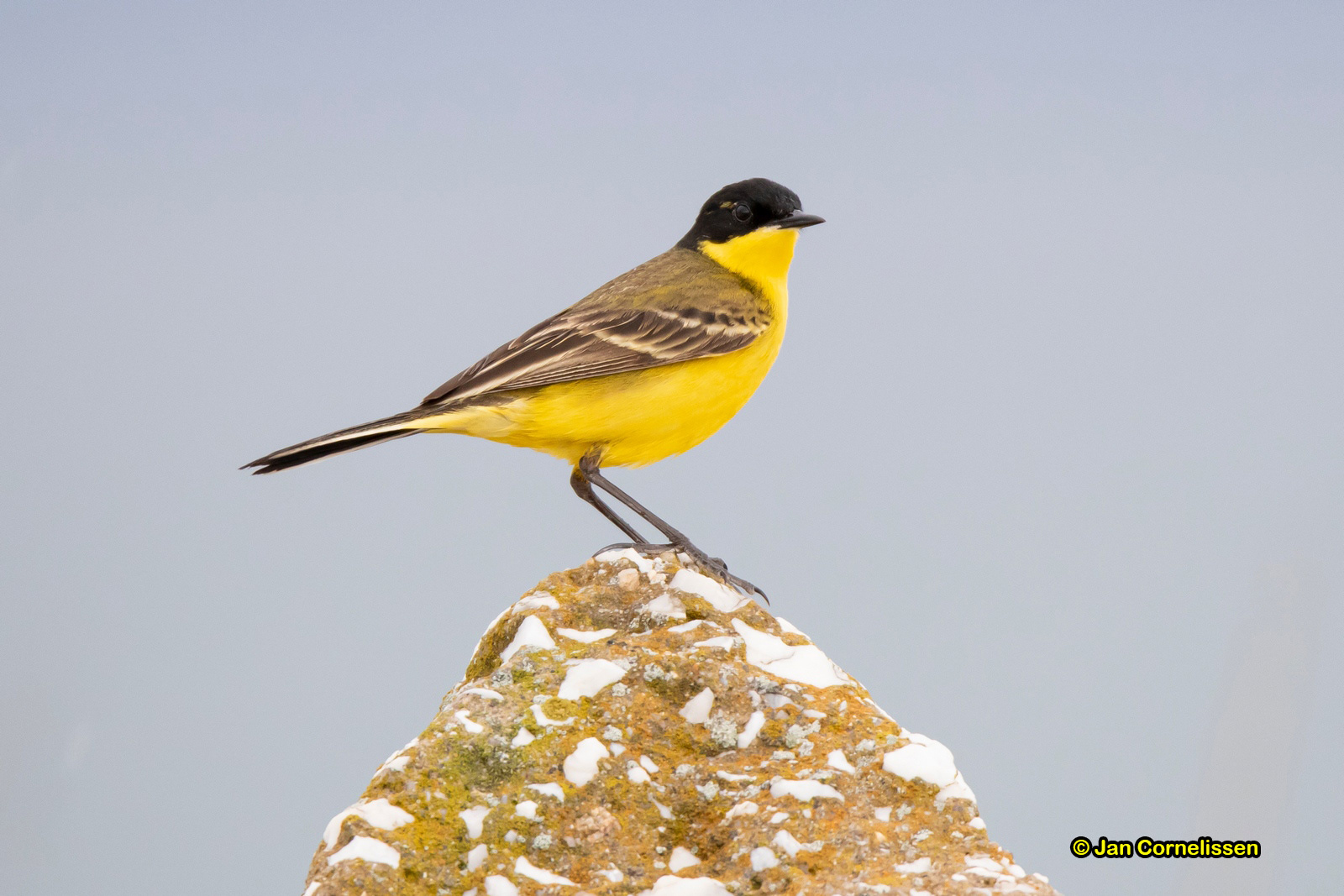 Balkankwikstaart - Black-headed Wagtail - Motacilla flava feldegg (Nestosdelta, GR) 7-5-2019