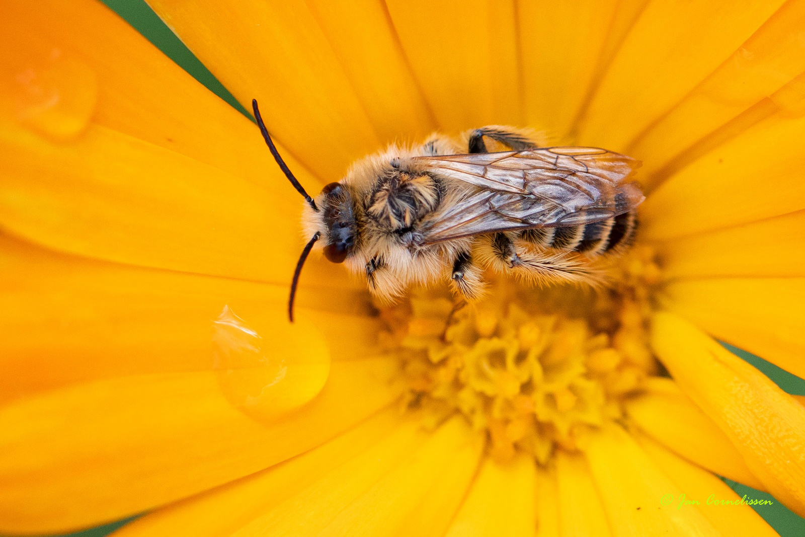 Grasbij - Andrena flavipes (Pelt, B)