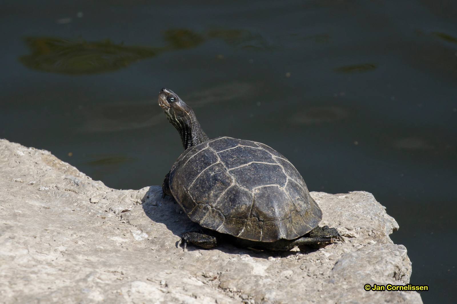 Kaspische beekschildpad