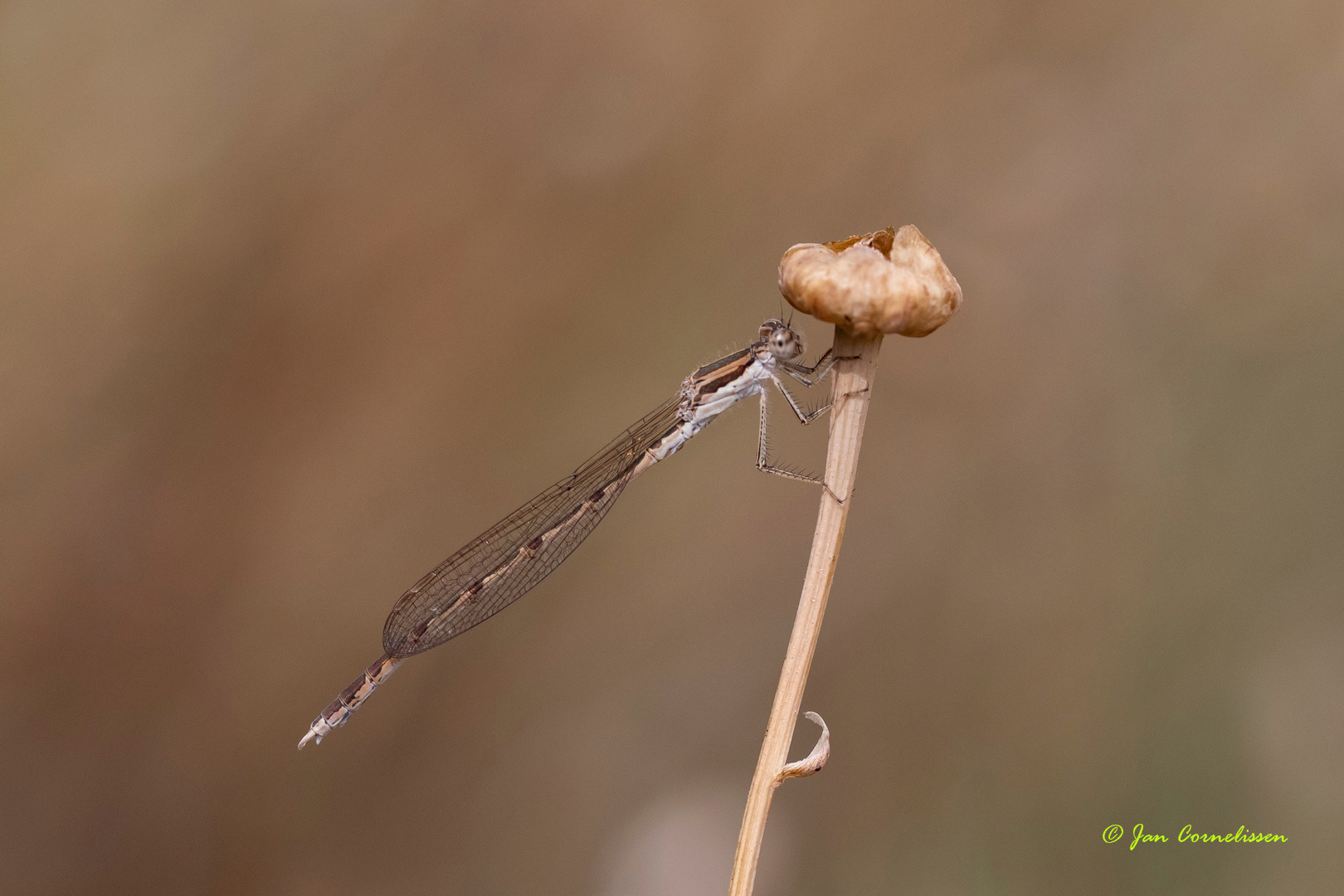 Bruine winterjuffer - Sympecma fusca (Pelt, B)