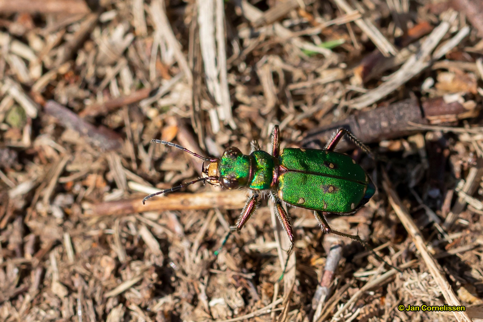 Groene zandloopkever - Cicindela campestris (Pelt, B) 2020