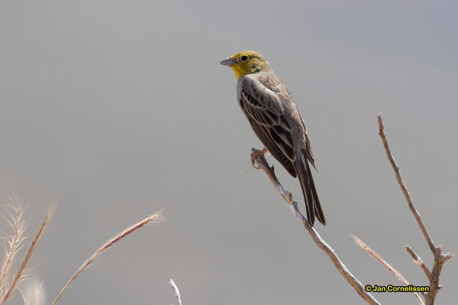 Smyrnagors - Cinereous Bunting - Emberiza cineracea